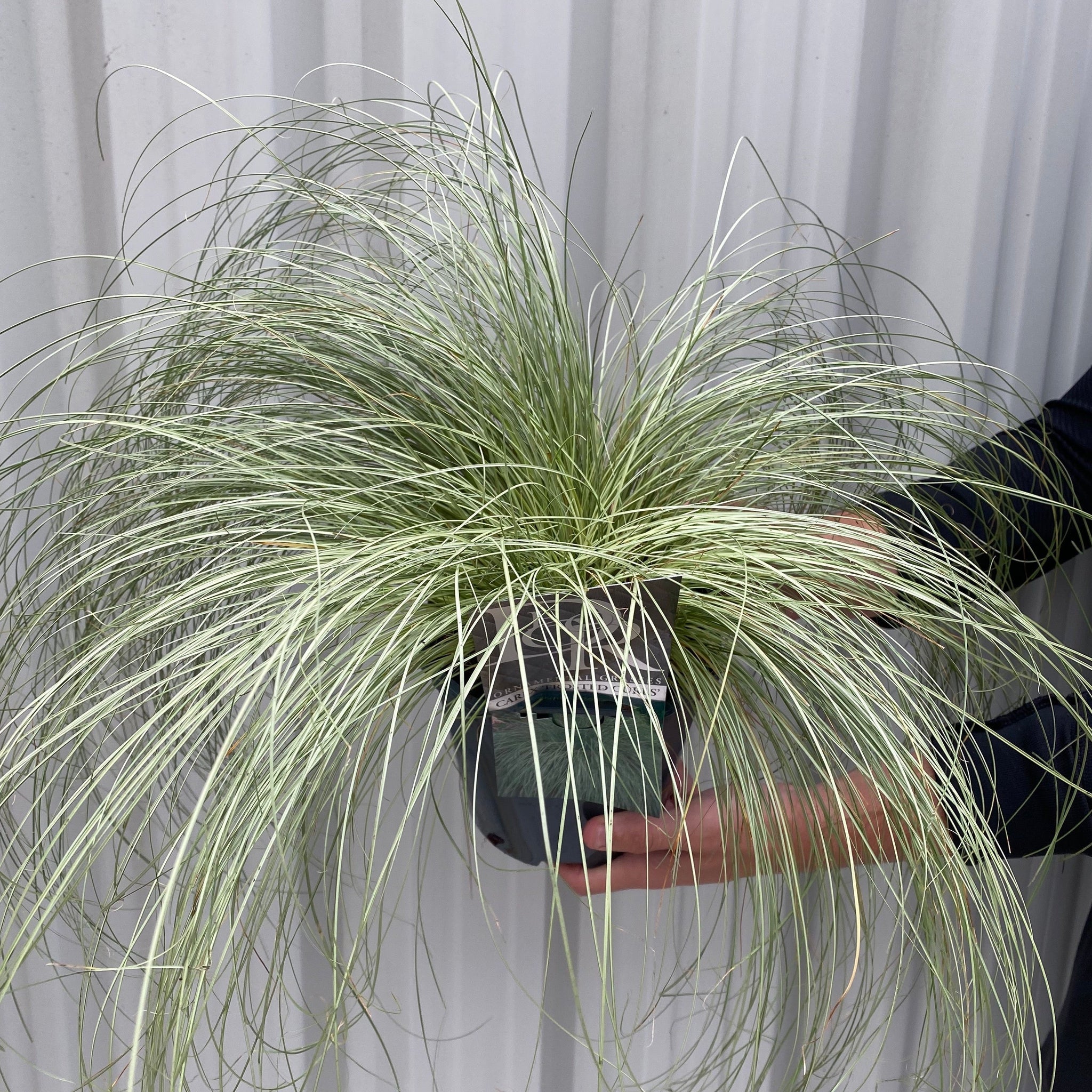 Carex Grass 'Frosted Curls' 9cm/2L