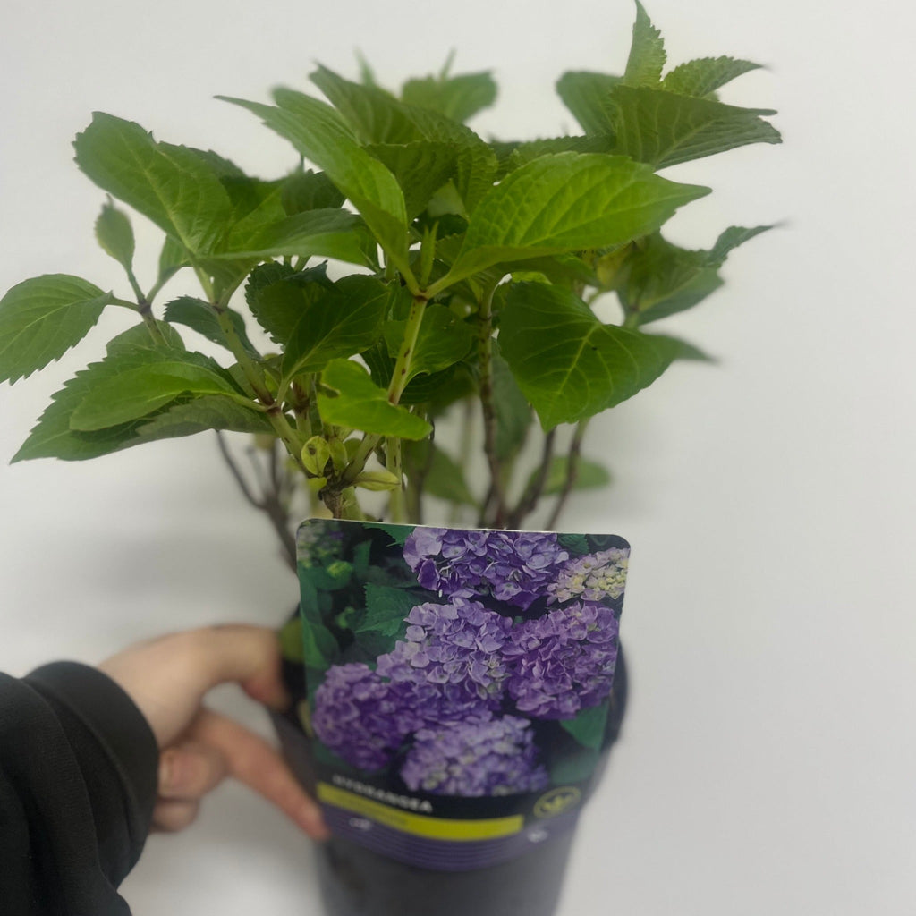 Hydrangea macrophylla 'Purple Ball' 9cm-5L