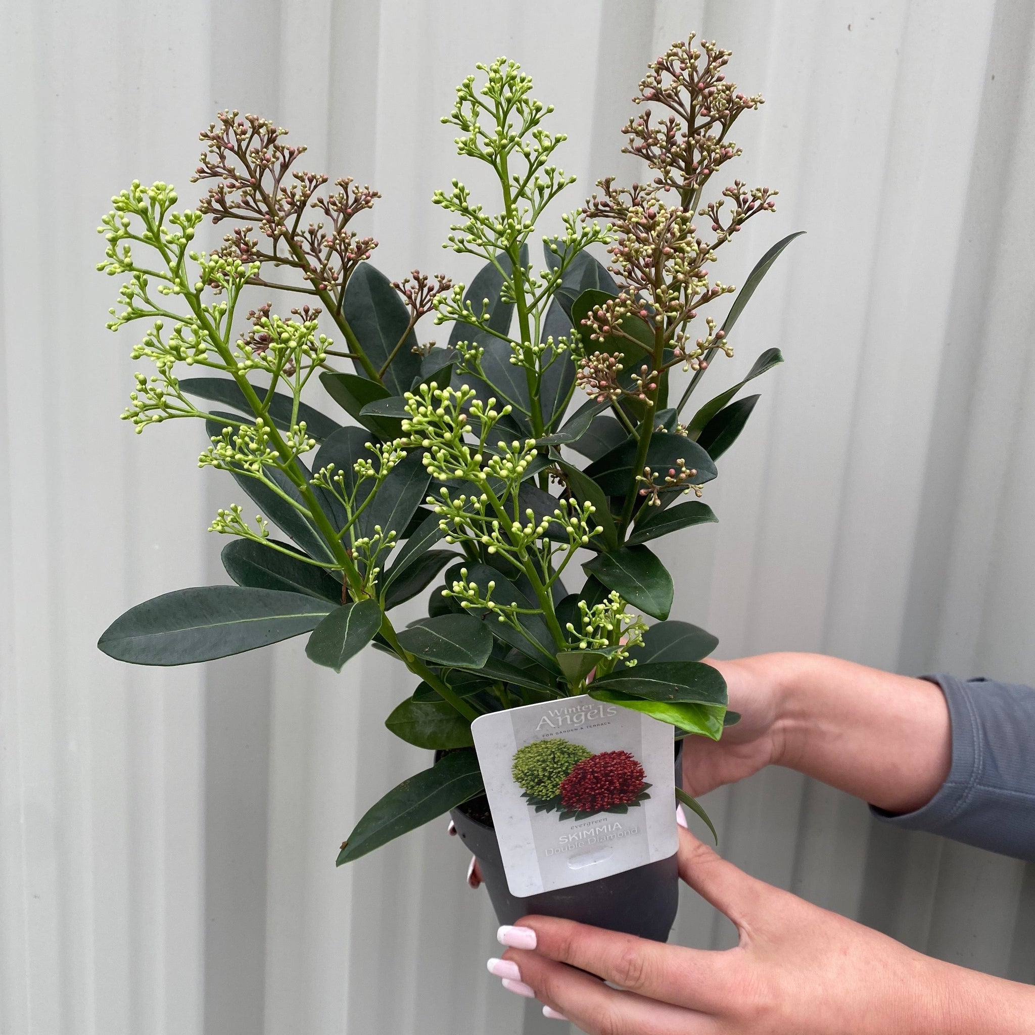 Skimmia Double Diamond 10.5cm/2L