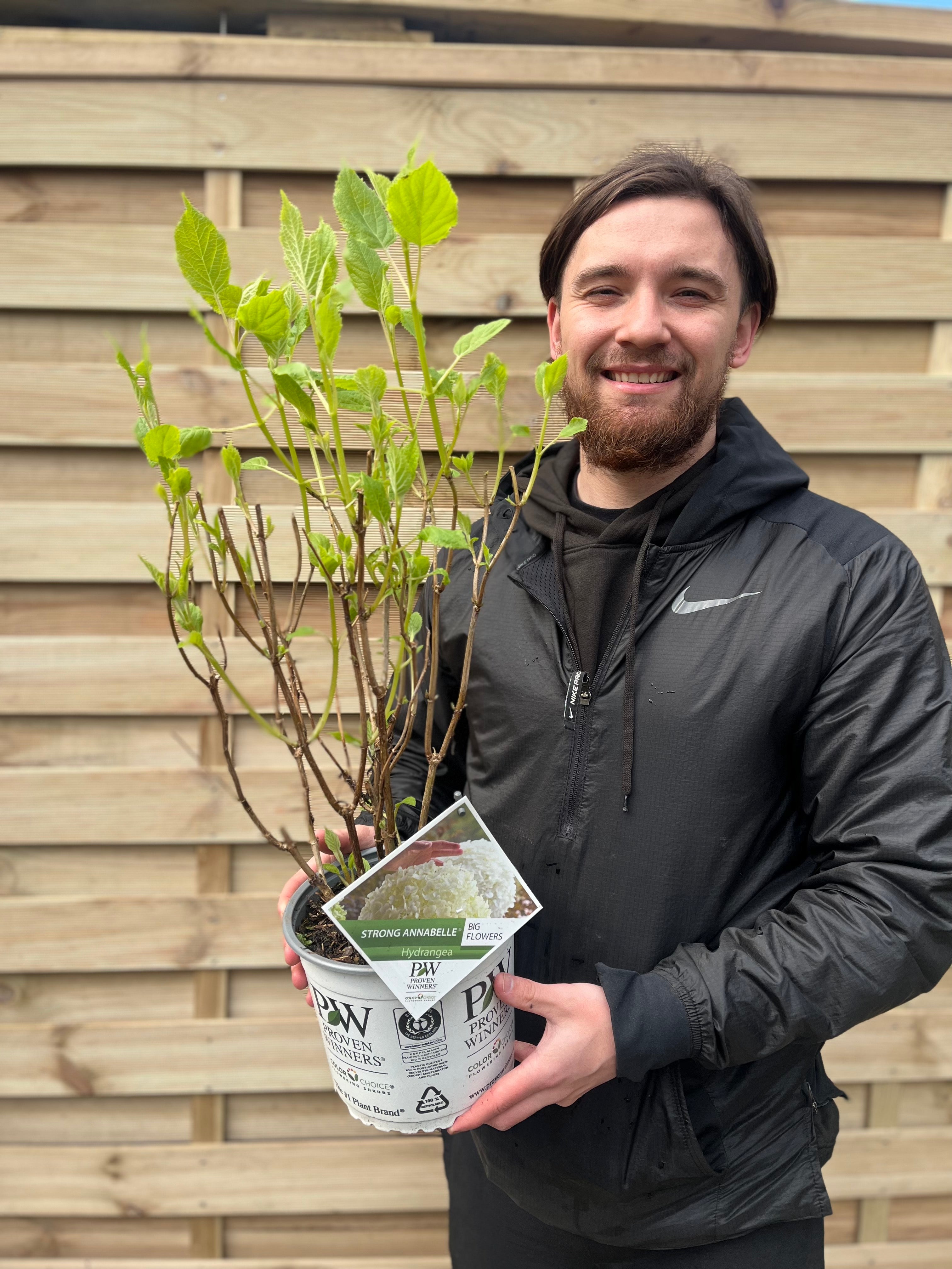 Hydrangea arborescens 'Incrediball' / 'Strong Annabelle' 3L / 5L / 7.5L / 10L / 20L