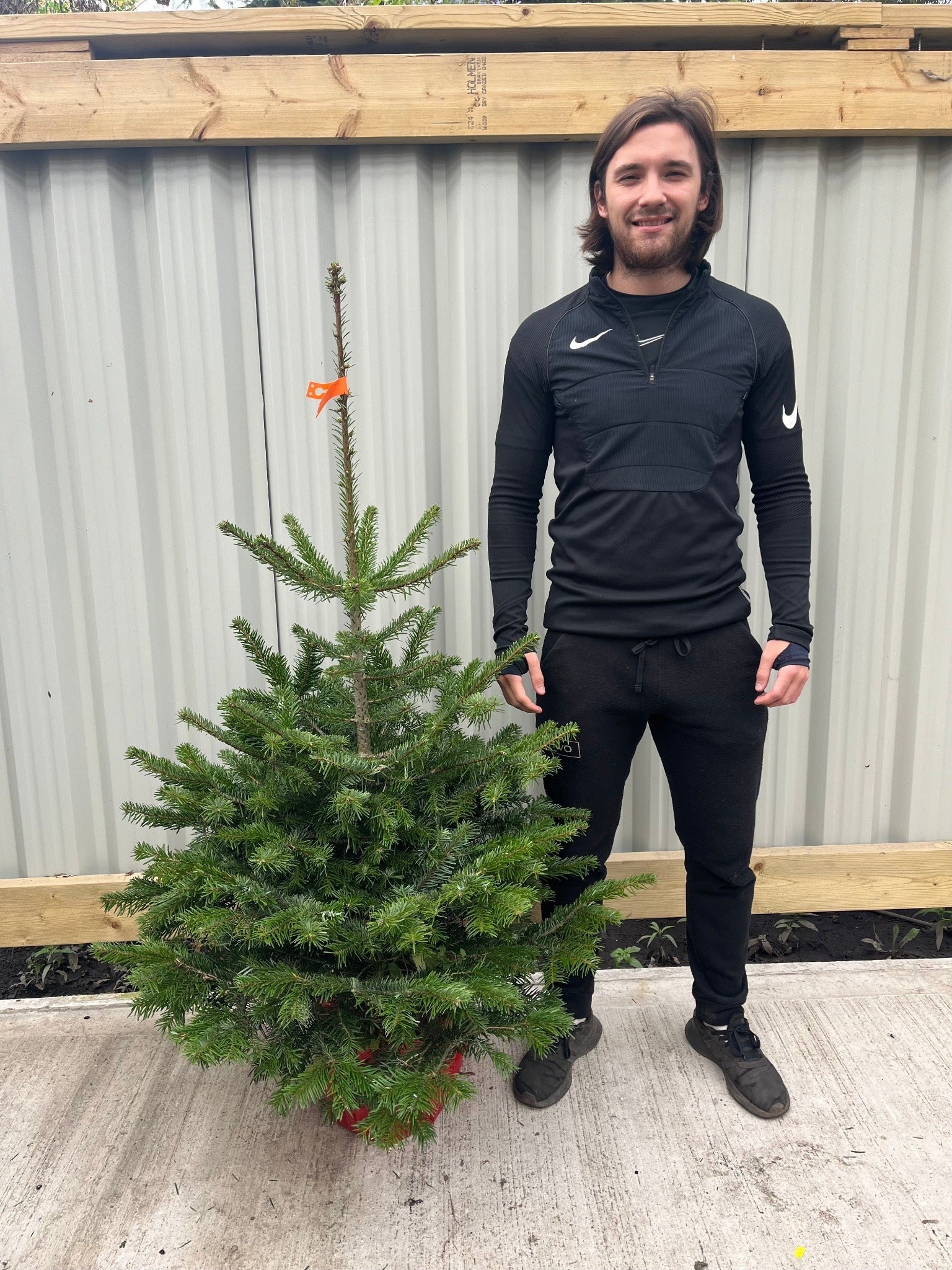 Nordmann Fir Pot Grown Christmas Tree | 1.5 - 1.6m