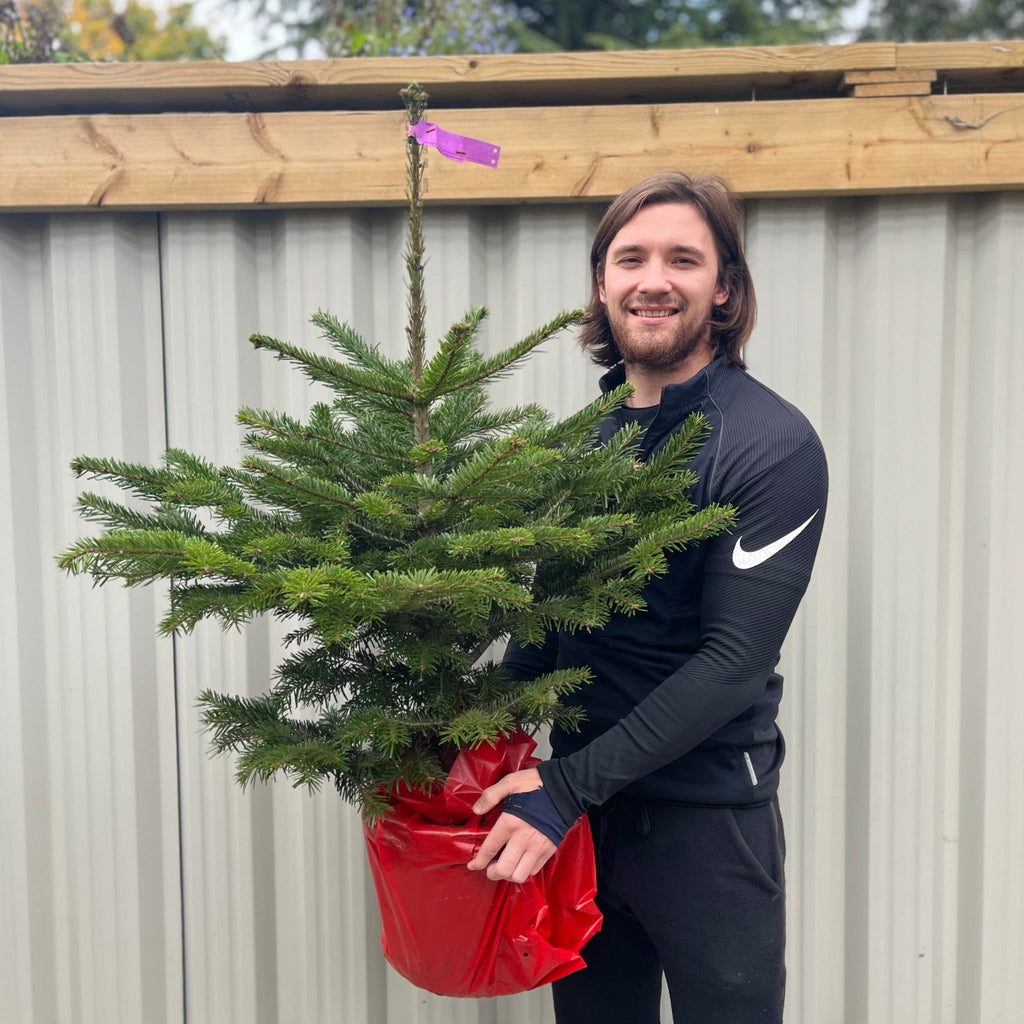 Nordmann Fir Pot Grown Christmas Tree | 100-120cm