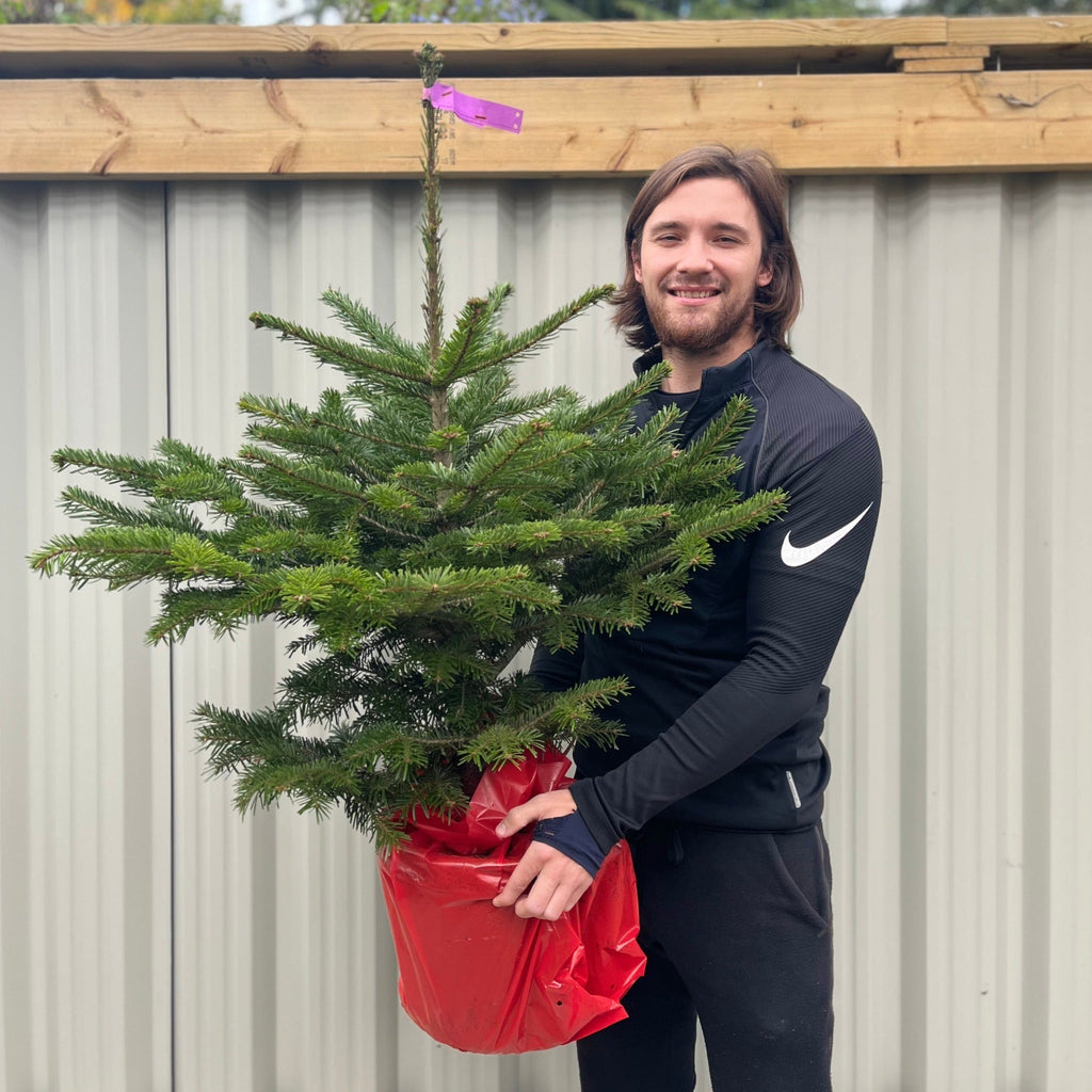 Nordmann Fir Pot Grown Christmas Tree | 100-120cm