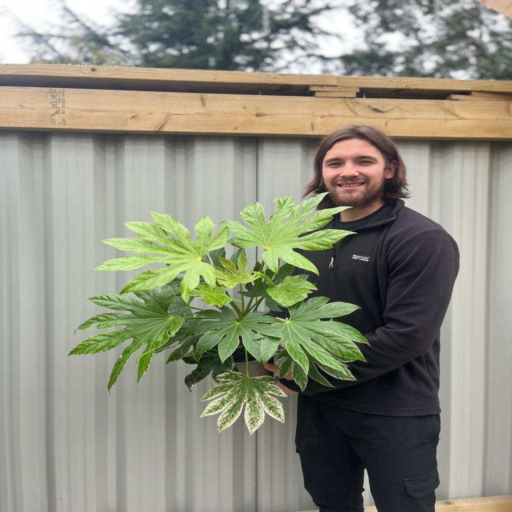 Fatsia japonica 'Spider's Web' 9cm-7.5L