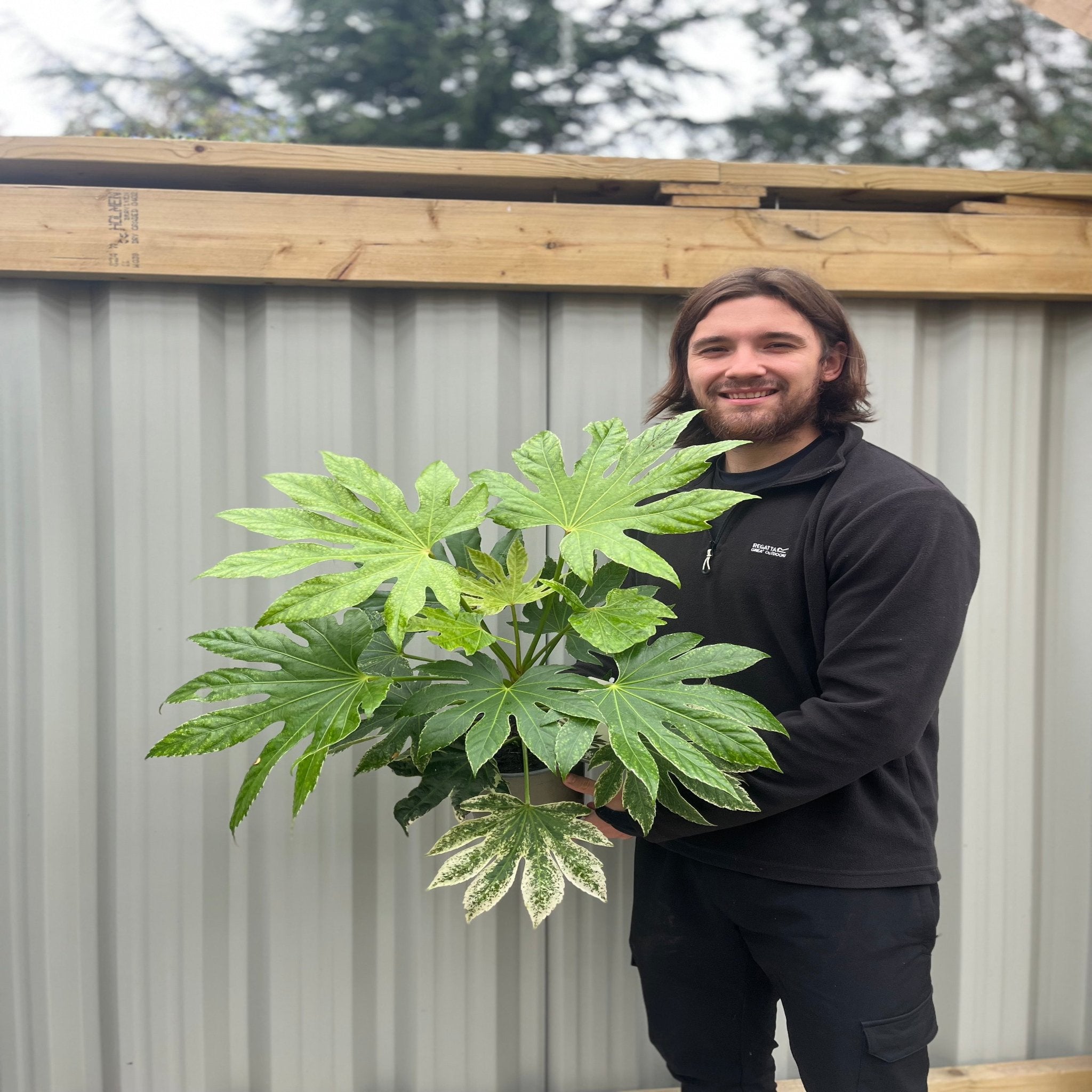Fatsia japonica 'Spider's Web' 9cm-7.5L