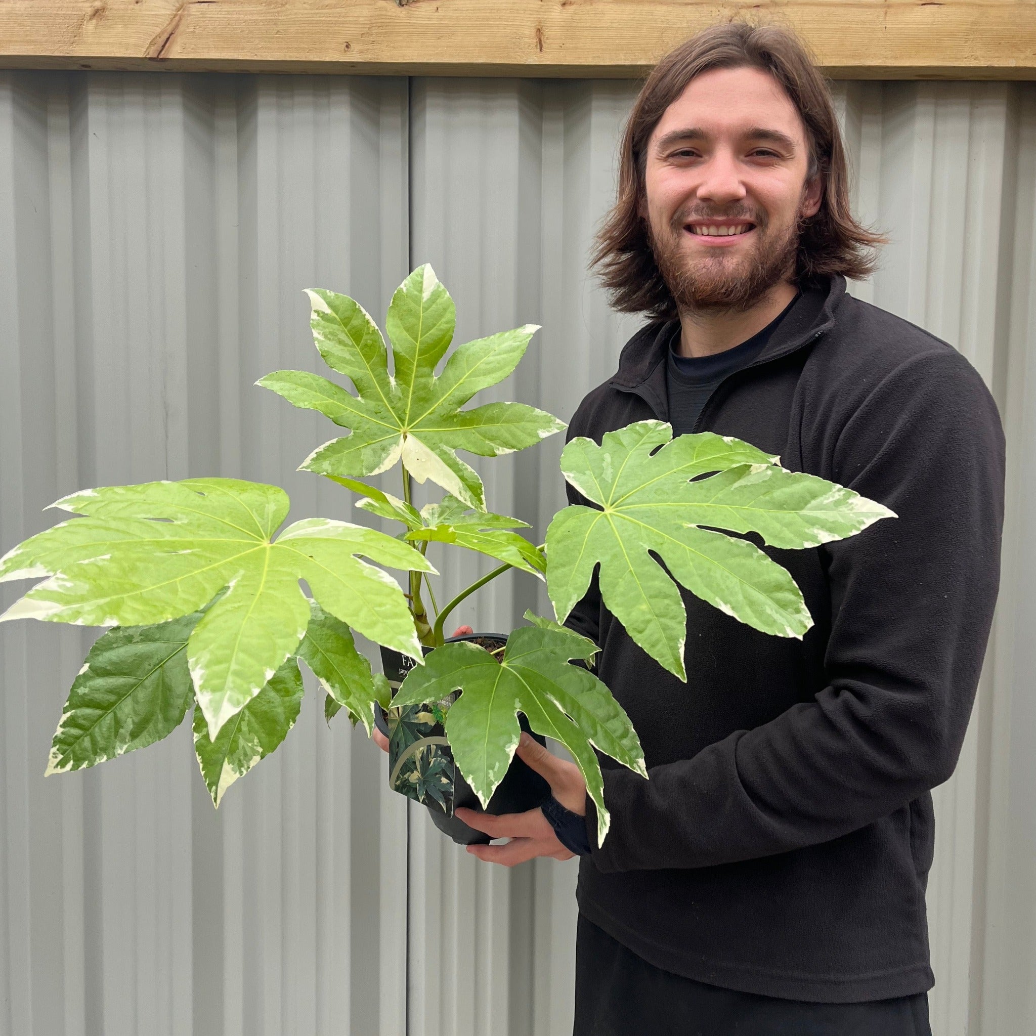 Fatsia japonica variegata | 2L Growers Pot