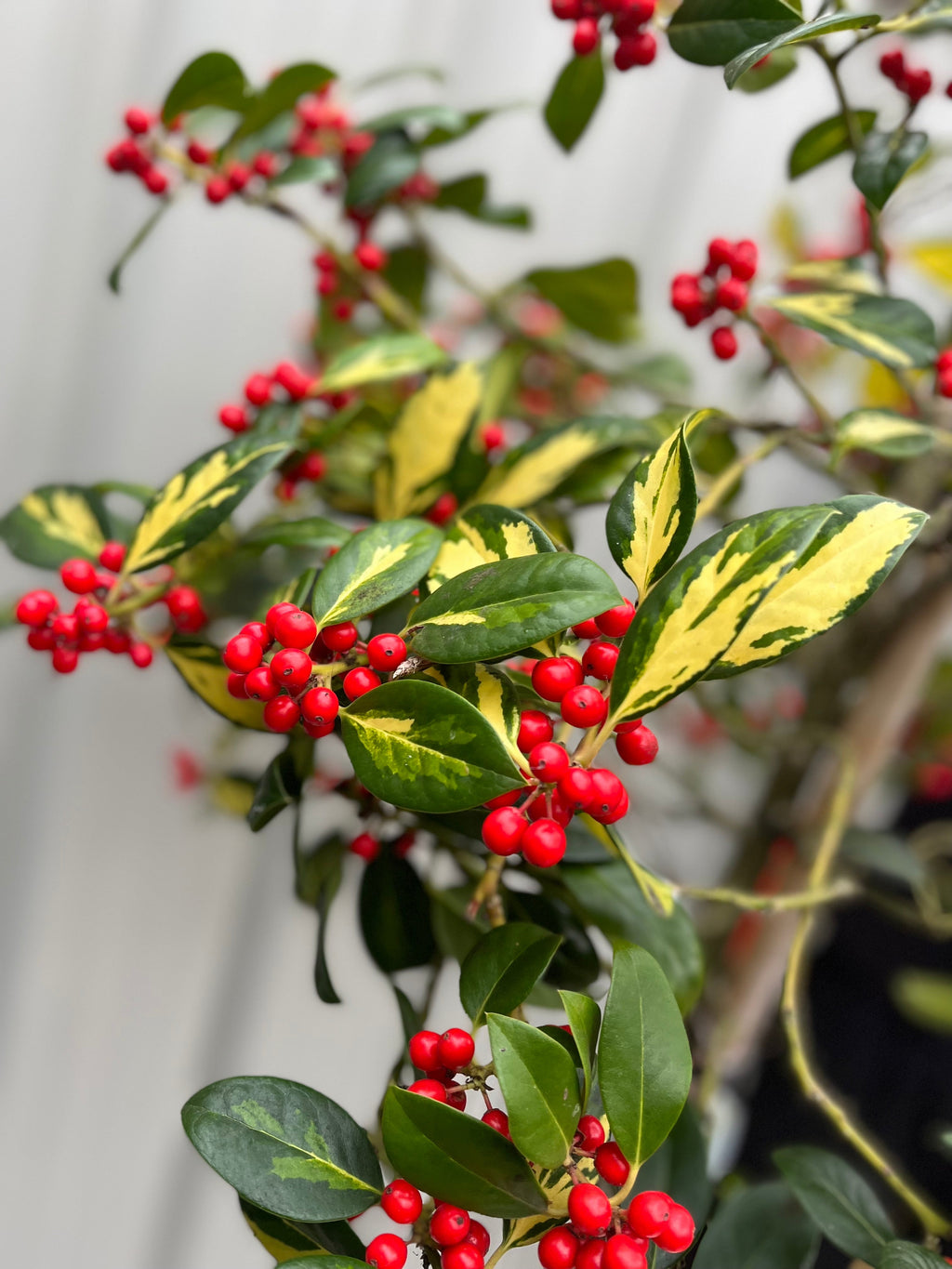 Half Standard Standard Holly Tree | Ilex aquifolium 'Gold Flash' | 160-180cm 7.5L