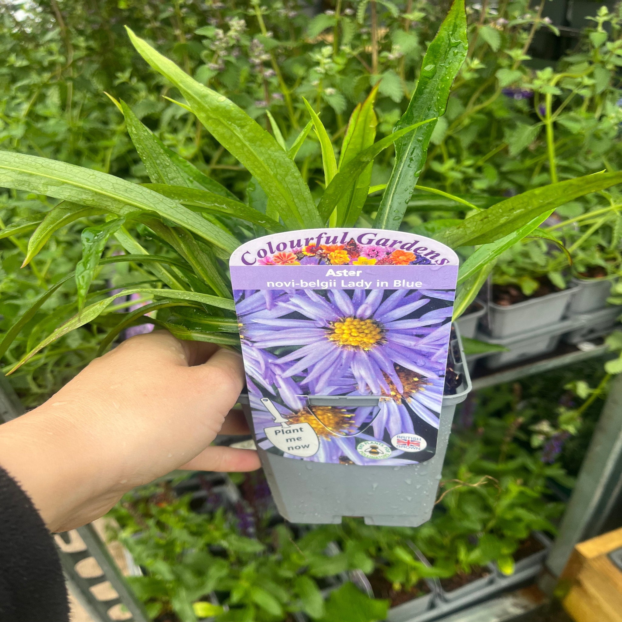 Mix of 3 Asters (3 x 9cm Pots)