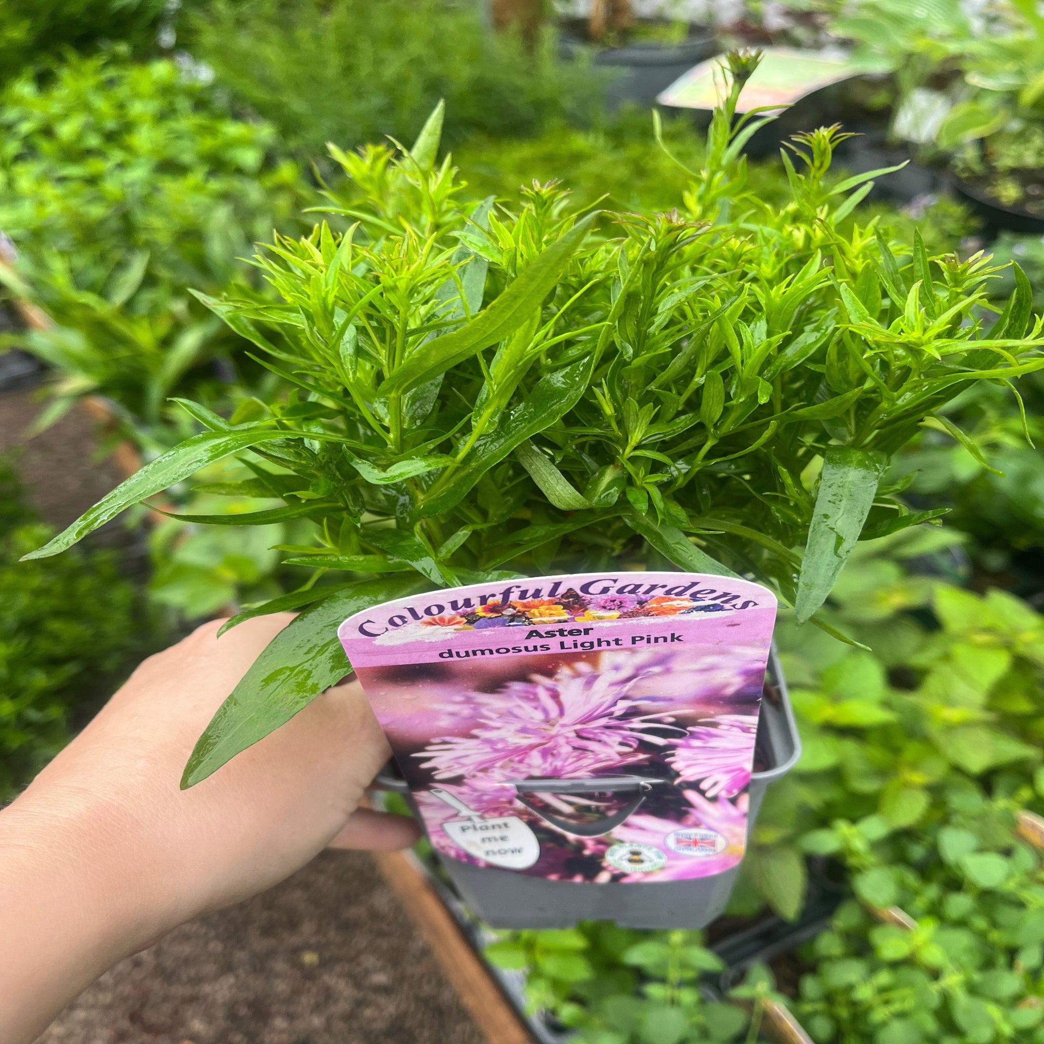 Mix of 3 Asters (3 x 9cm Pots)