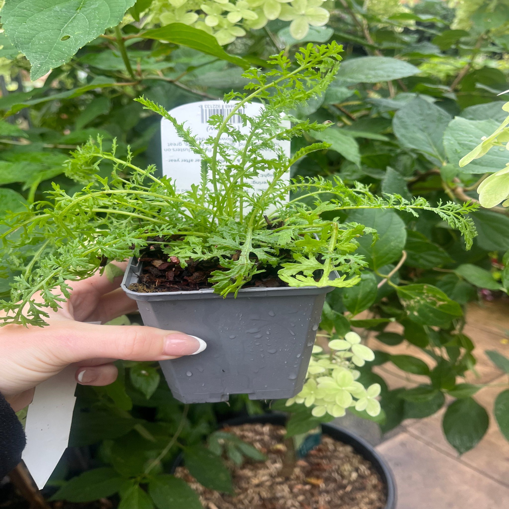 Achillea millefolium 'Cerise Queen' (9cm Pot)