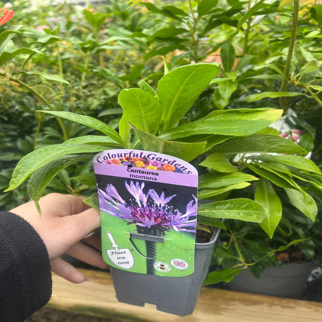 Centaurea montana 9cm/2L