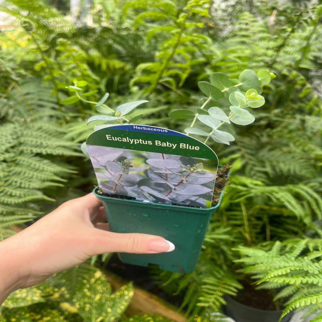 Eucalyptus pulverulenta 'Baby Blue' 9cm/2L