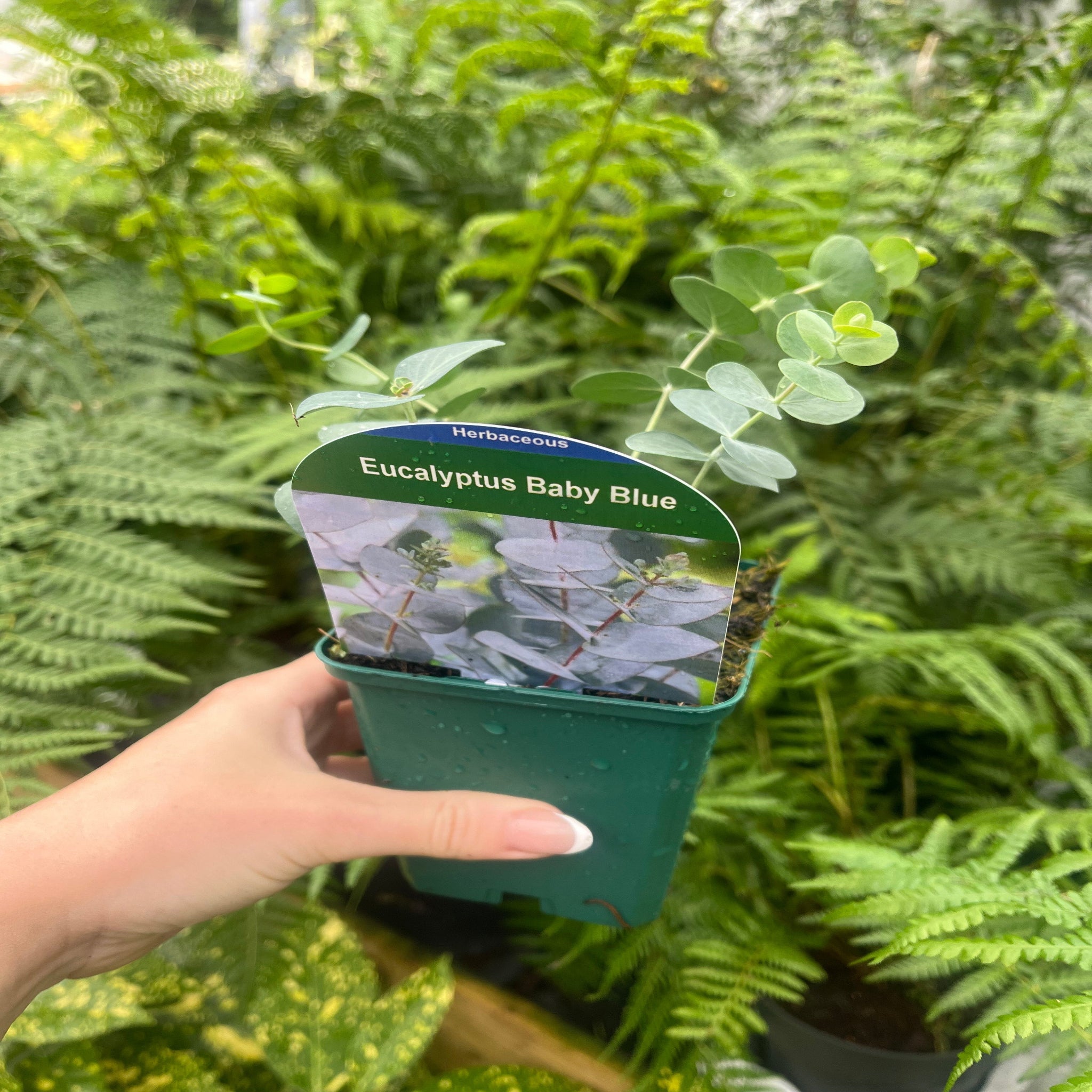 Eucalyptus pulverulenta 'Baby Blue' 9cm/2L