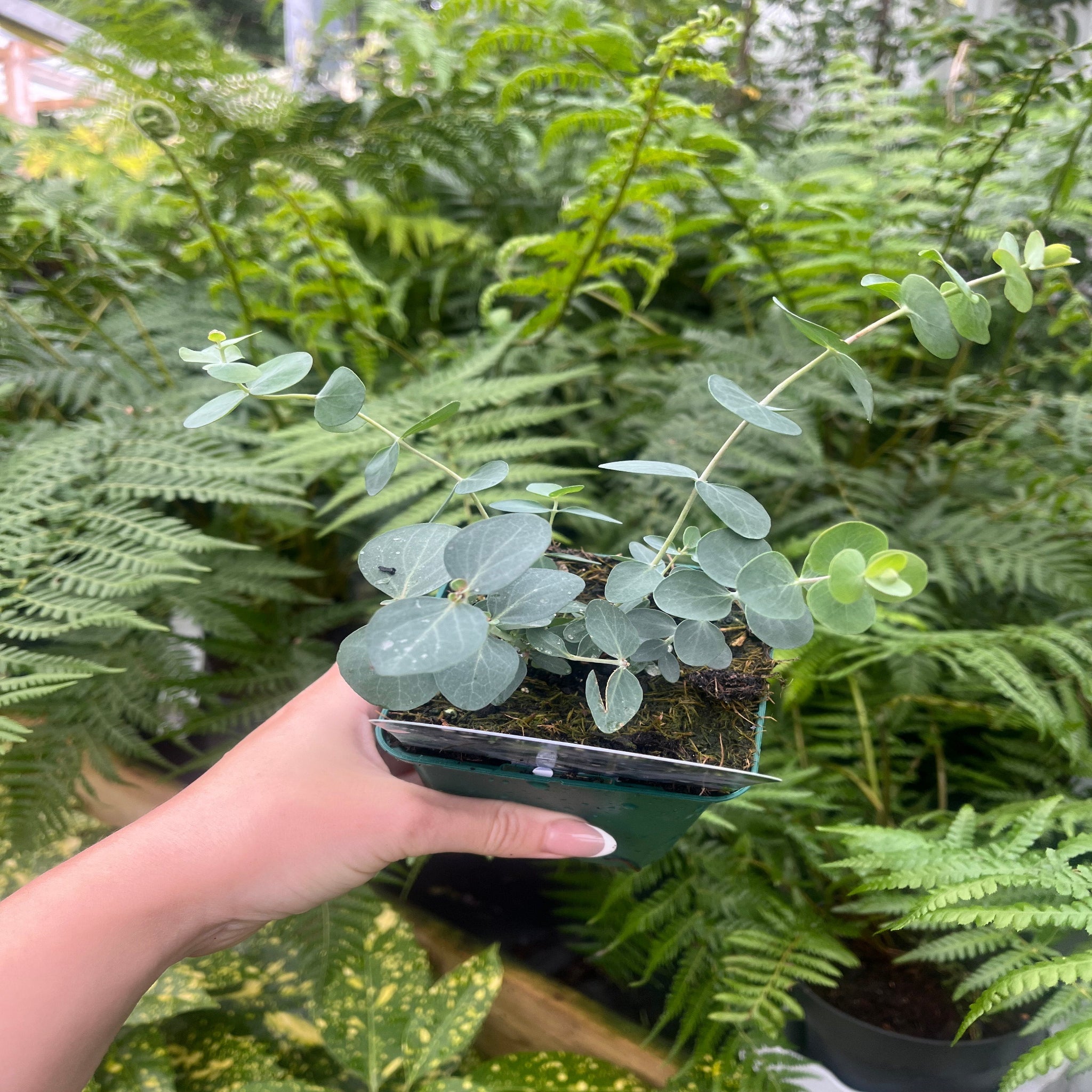 Eucalyptus pulverulenta 'Baby Blue' 9cm/2L