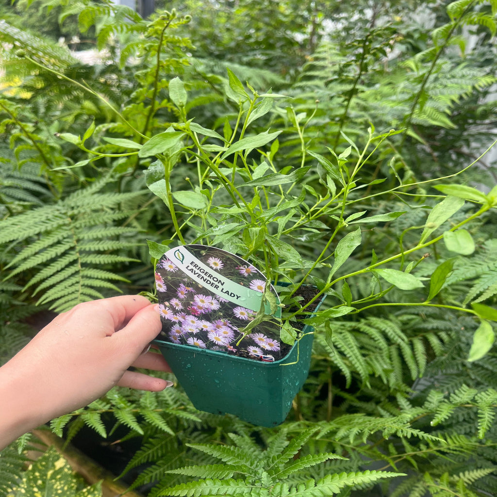 Erigeron karvinskianus Lavender Lady (9cm Pot)