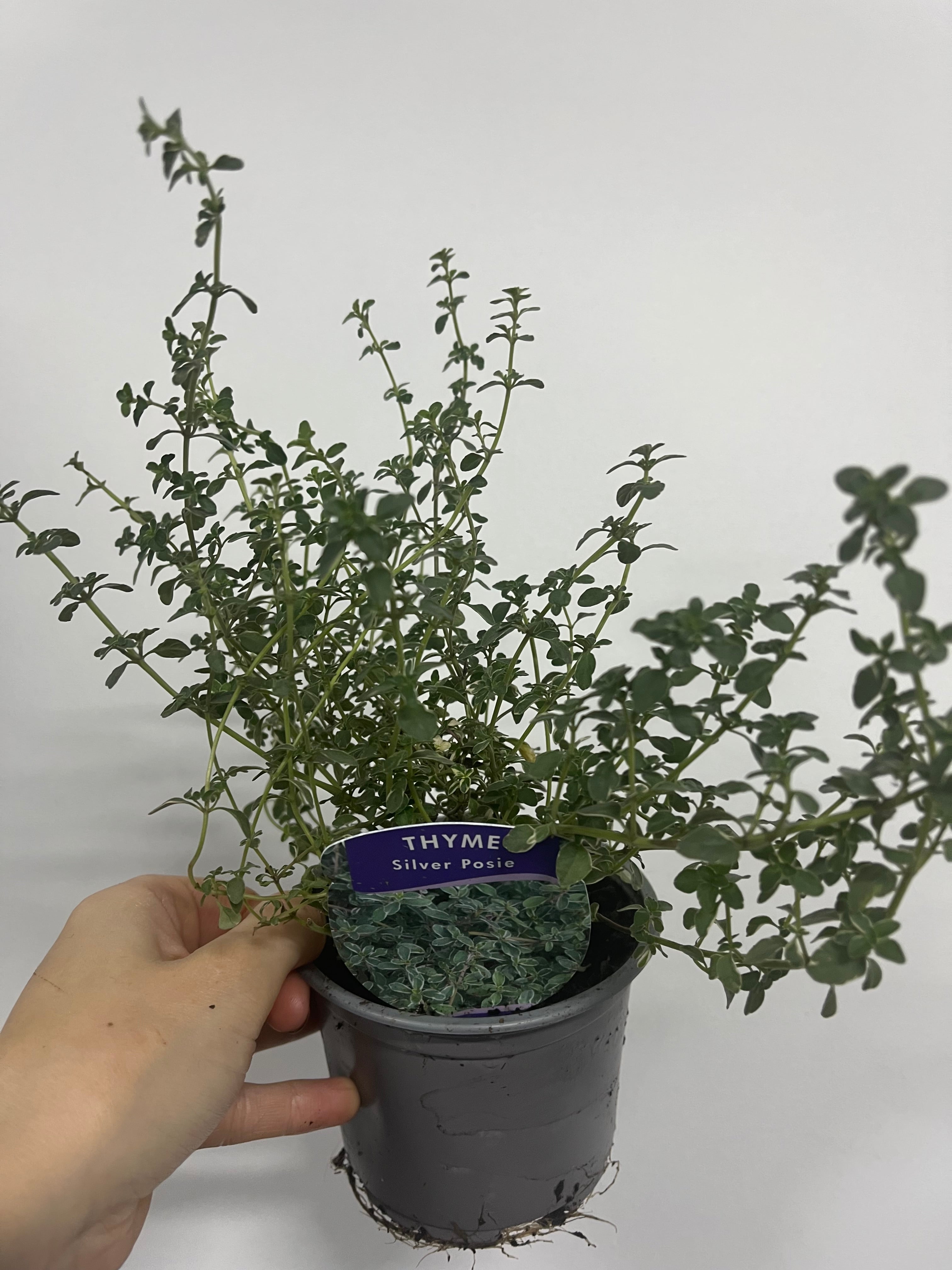 Thyme Silver Posie (Thymus) 11cm Pot