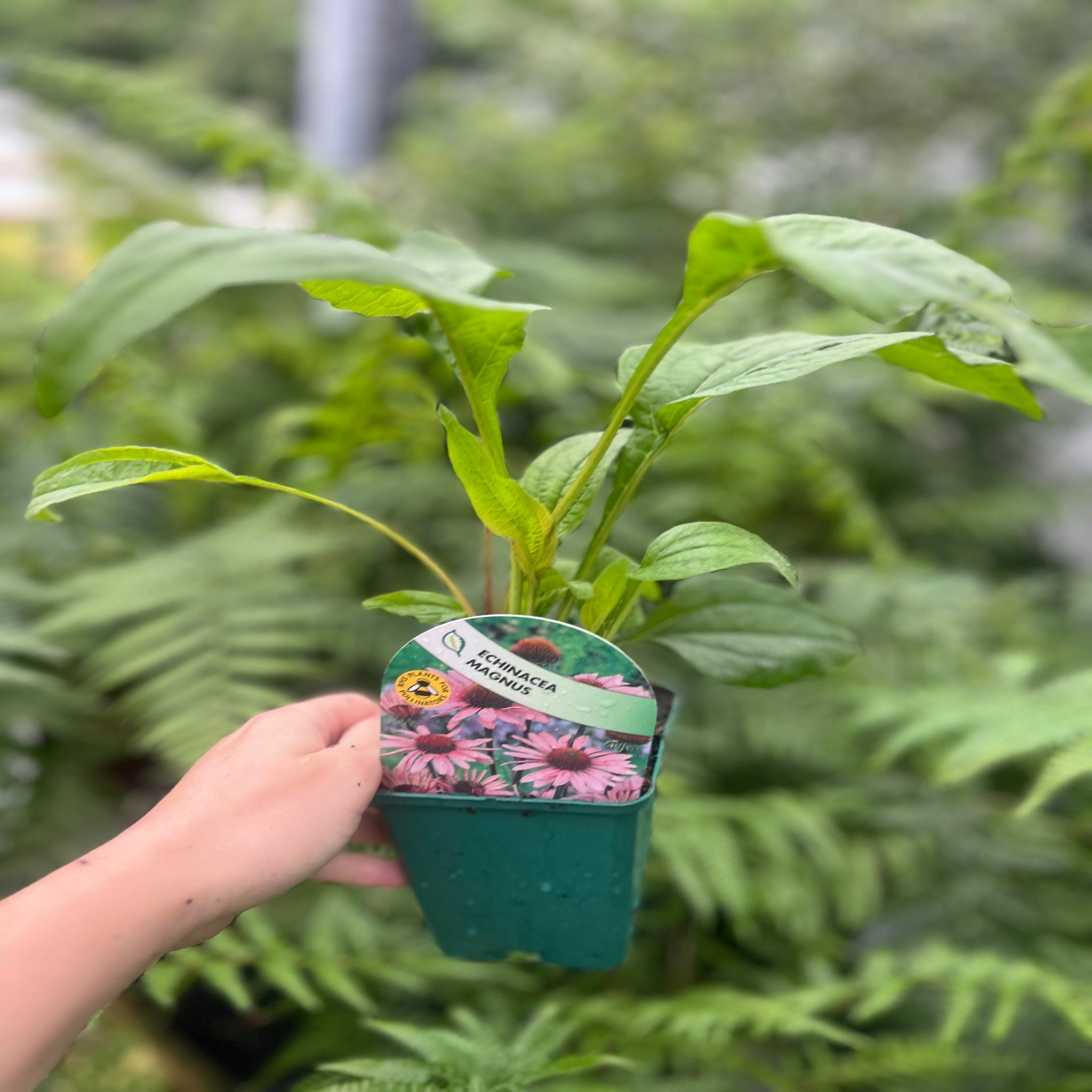 Echinacea 'Magnus' 9cm Pot