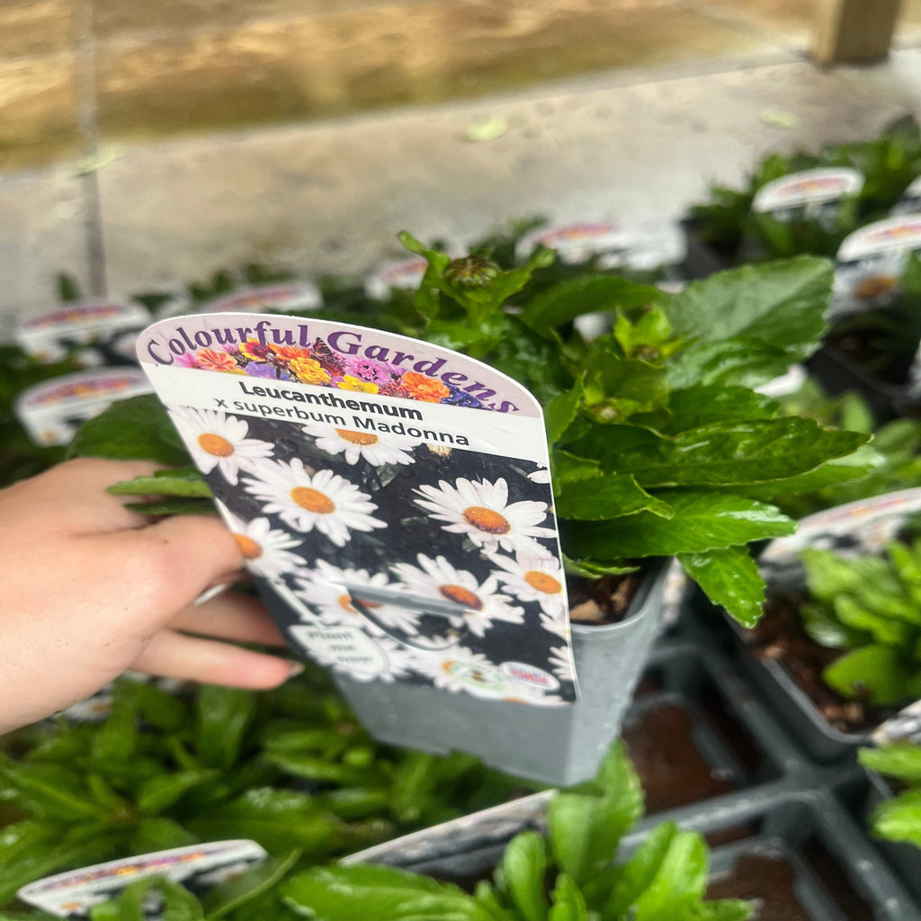 Leucanthemum x superbum Madonna'  9cm/1.5L