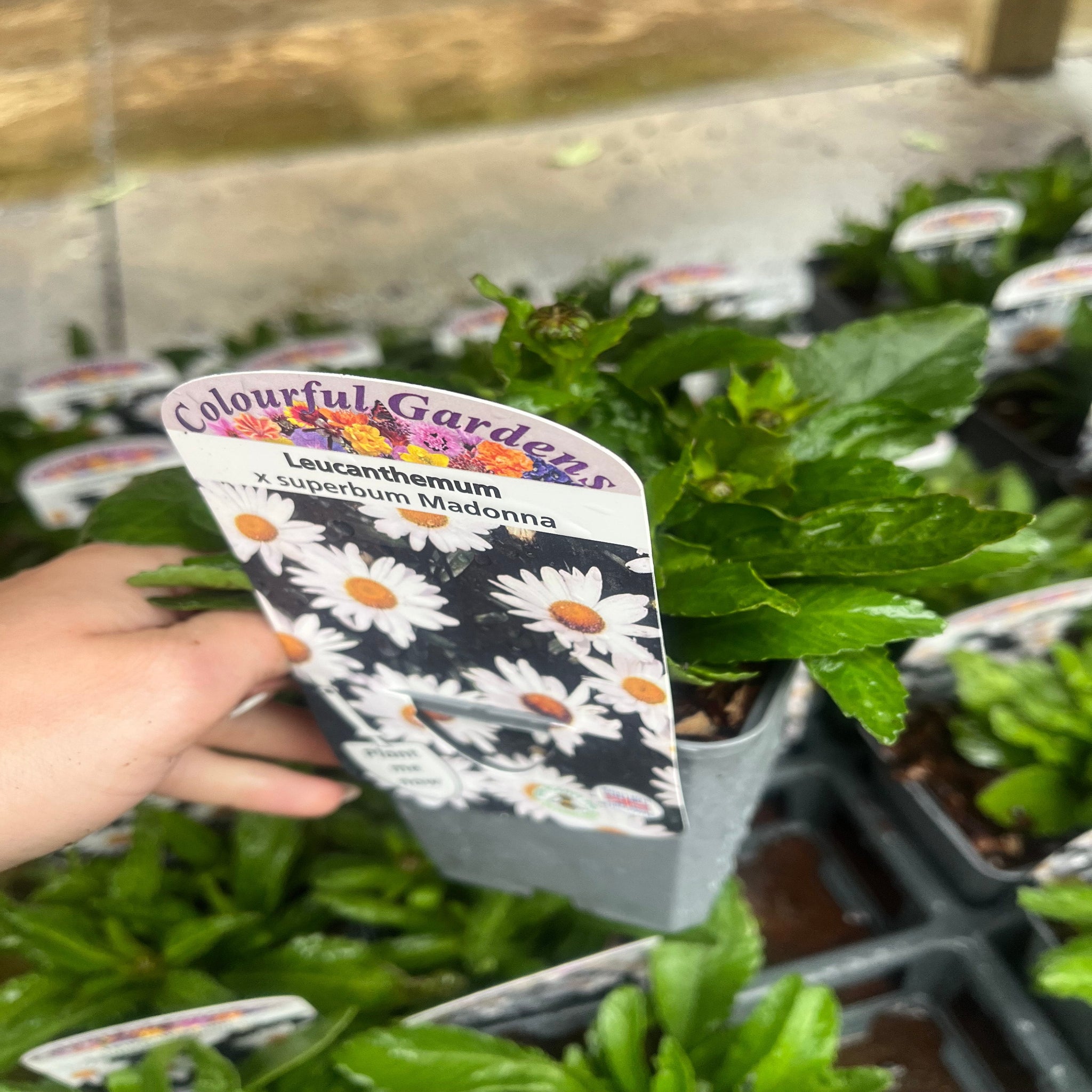 Leucanthemum x superbum Madonna'  9cm/1.5L