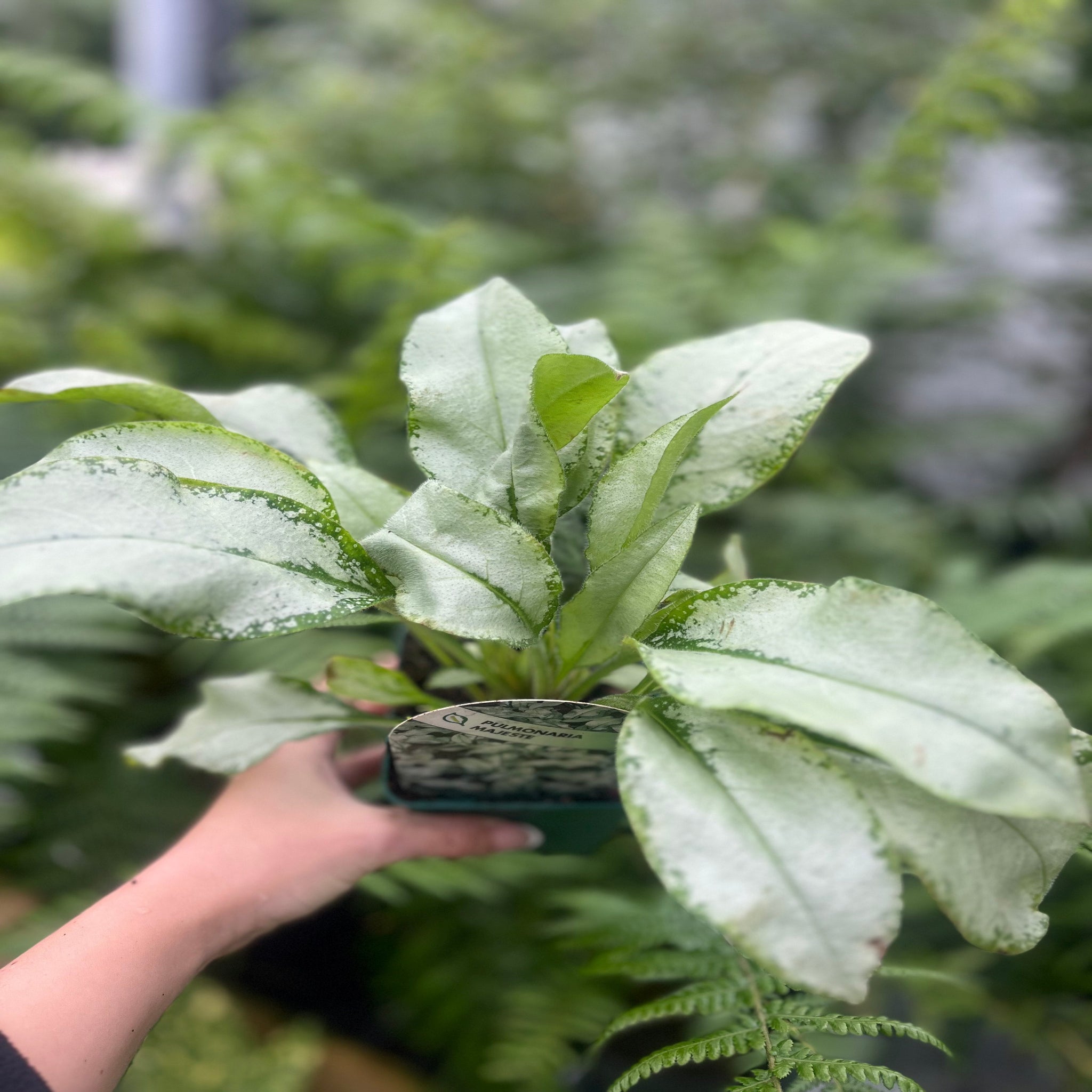 Pulmonaria 'Majeste' 9cm/2L