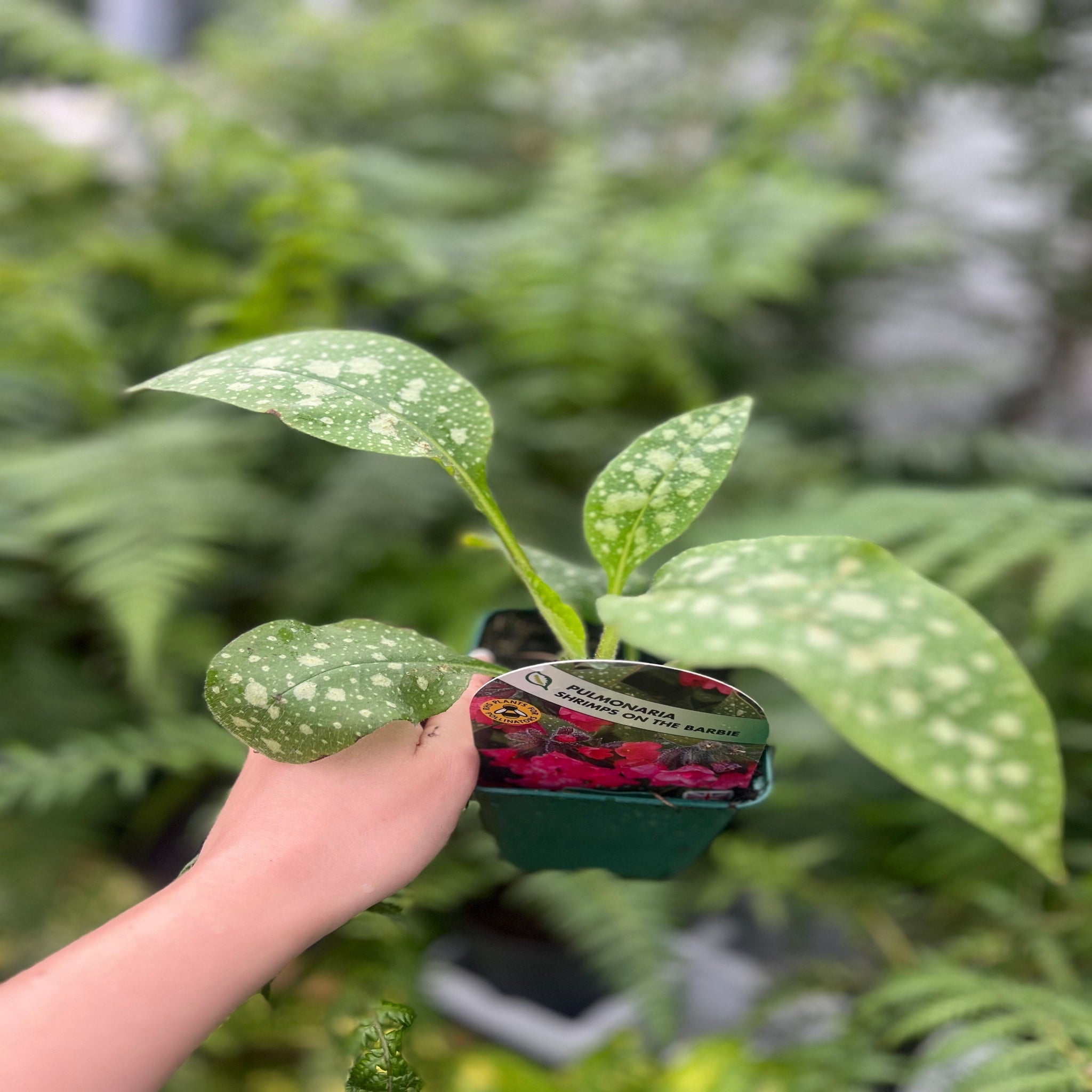 Pulmonaria 'Shrimps on the Barbie' 9cm/2L