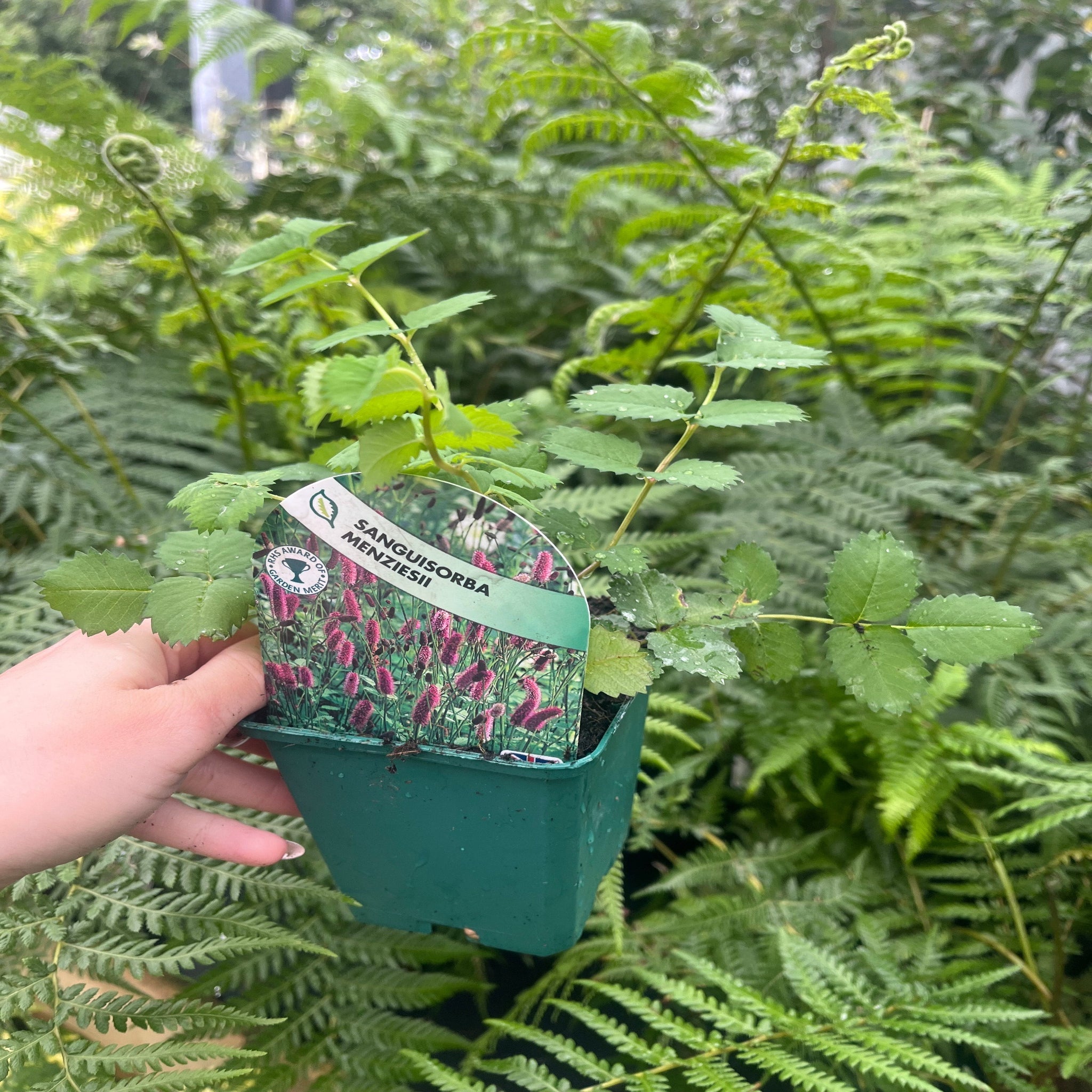 Sanguisorba Menziesii 9cm
