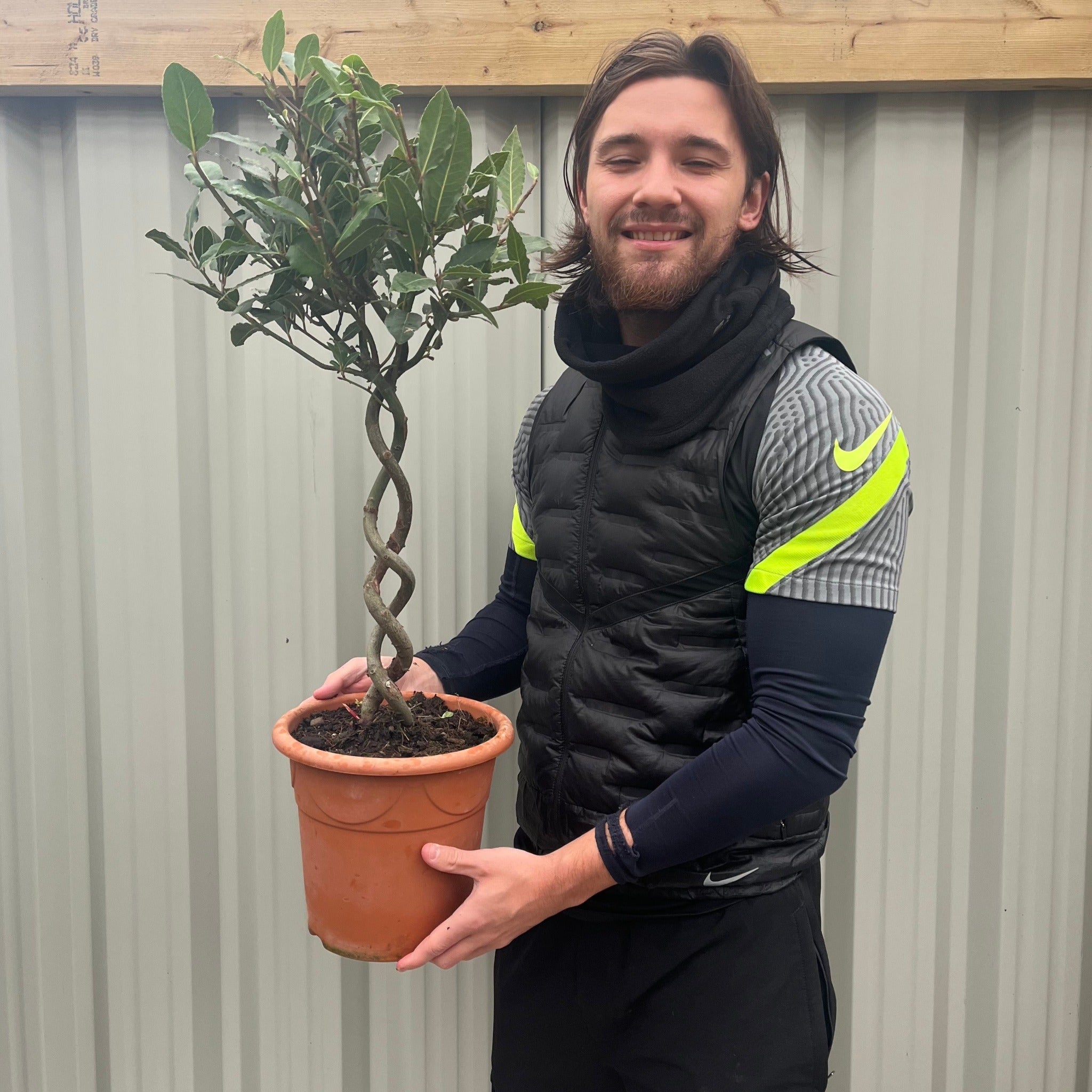 Double Spiral Stem Standard Bay Tree | Laurus nobilis | 75-85cm