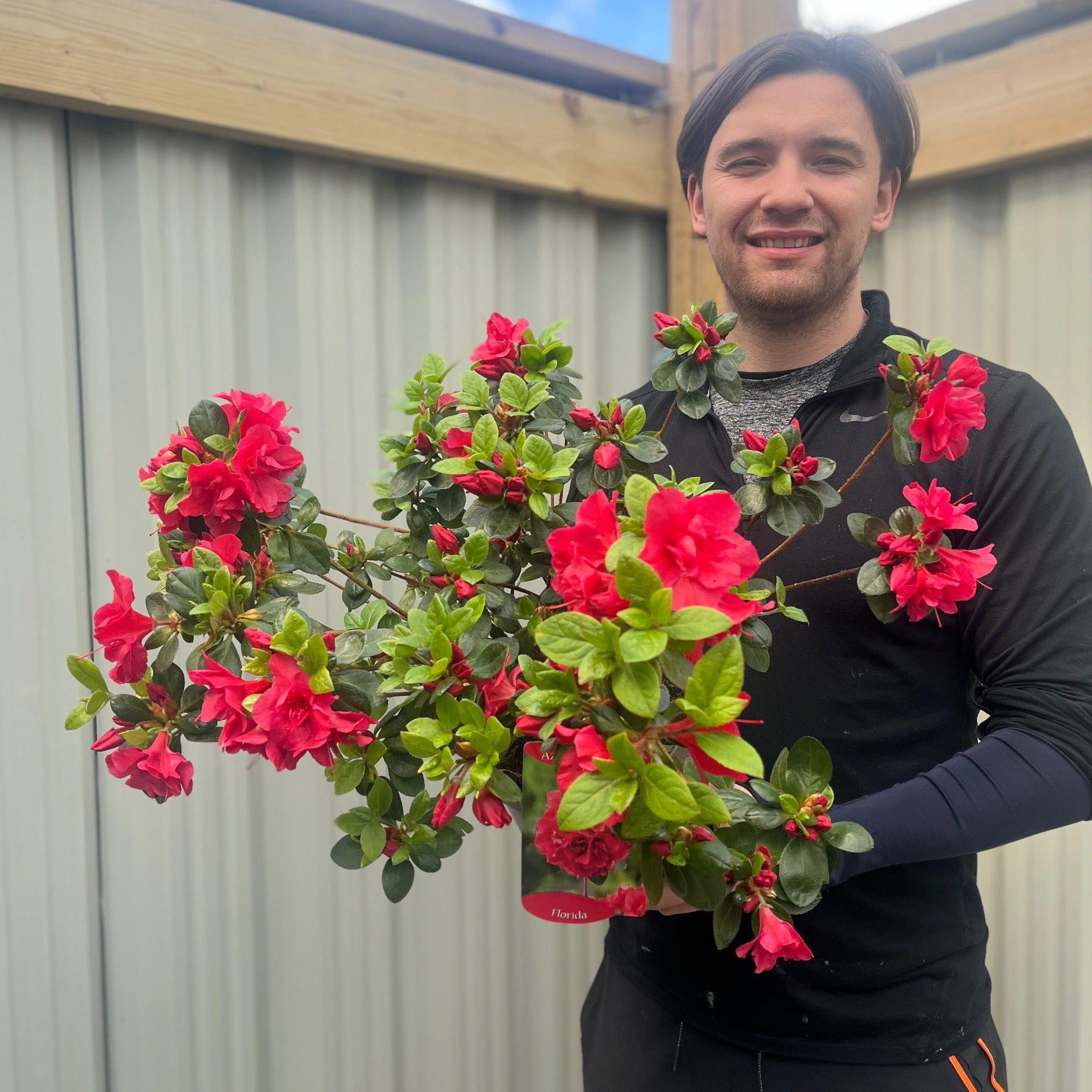 Azalea Florida 1.5L / 5L