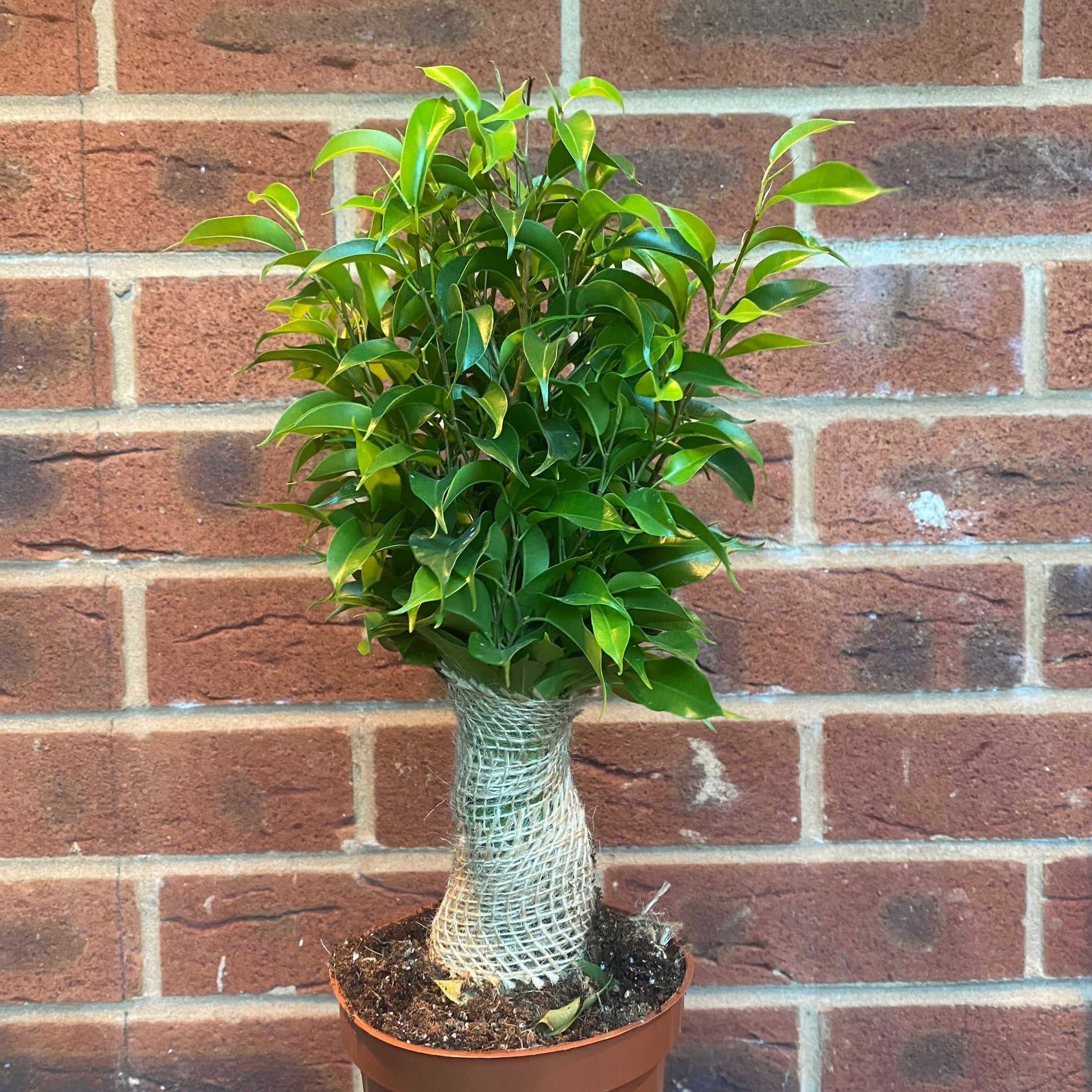 Ficus Natasja Kinky Jute Tree 30-35cm