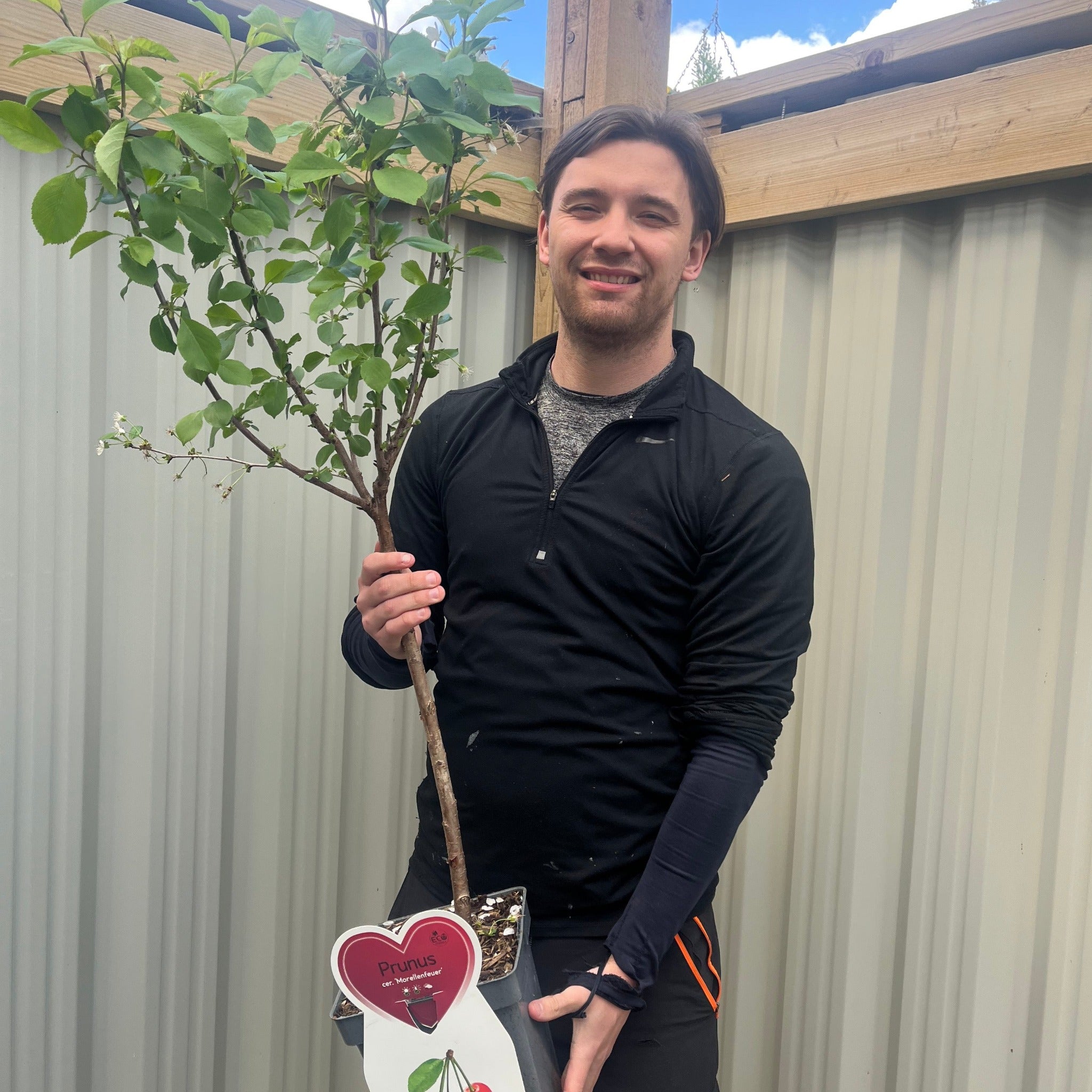 Dwarf Patio Cherry Tree 'Morellenfeuer'