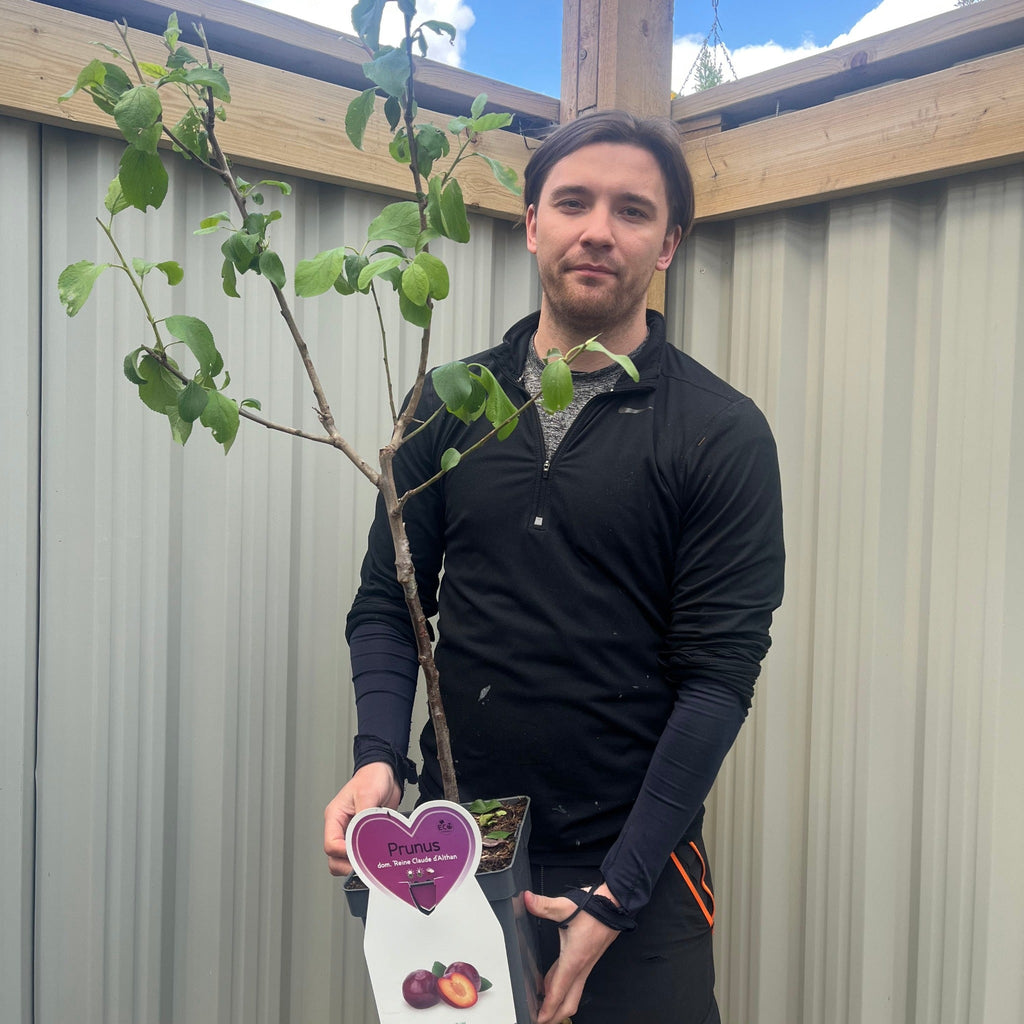 Dwarf/Patio Plum - Prunus domestica 'Reine Claude d'Althan' 4L