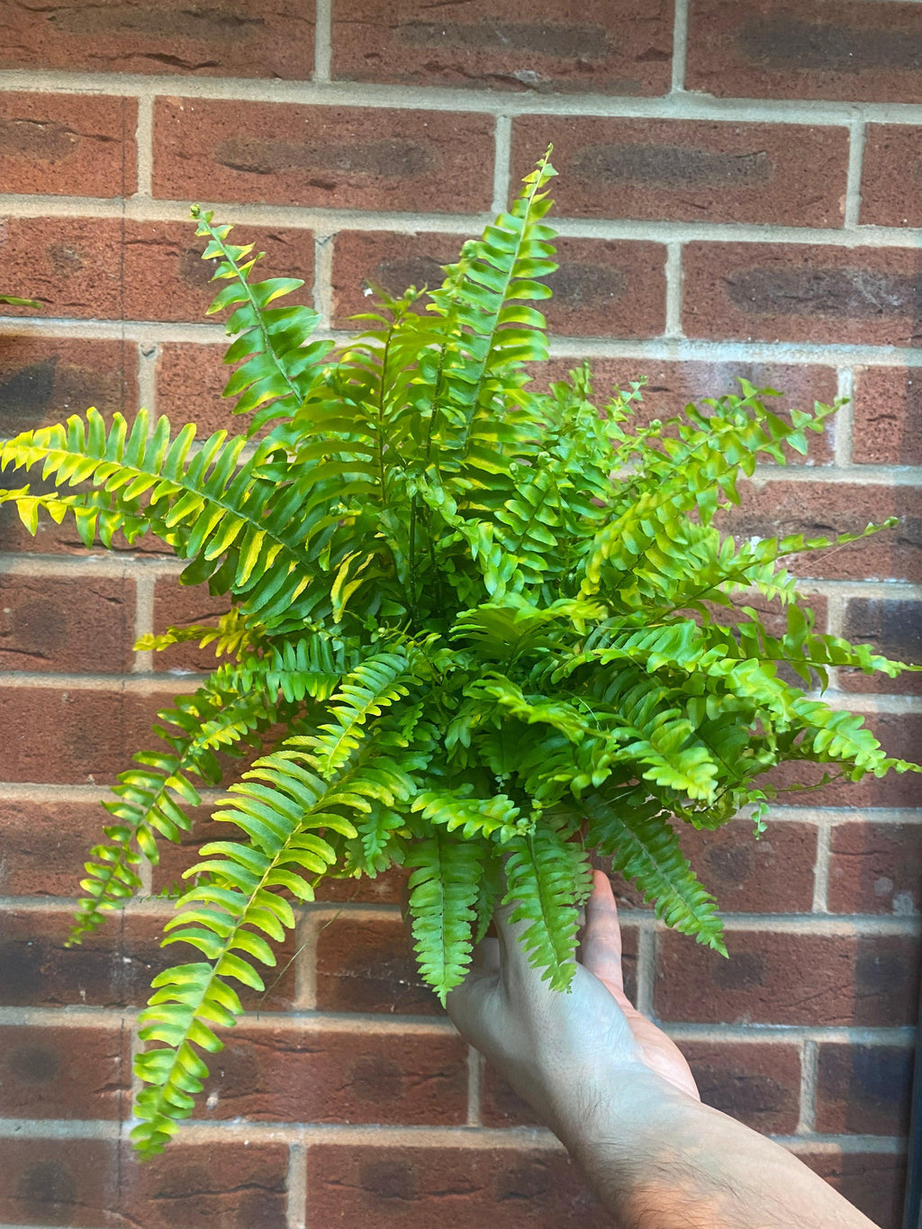 Boston Fern | Nephrolepis exaltata Bostoniensis | 25-30cm