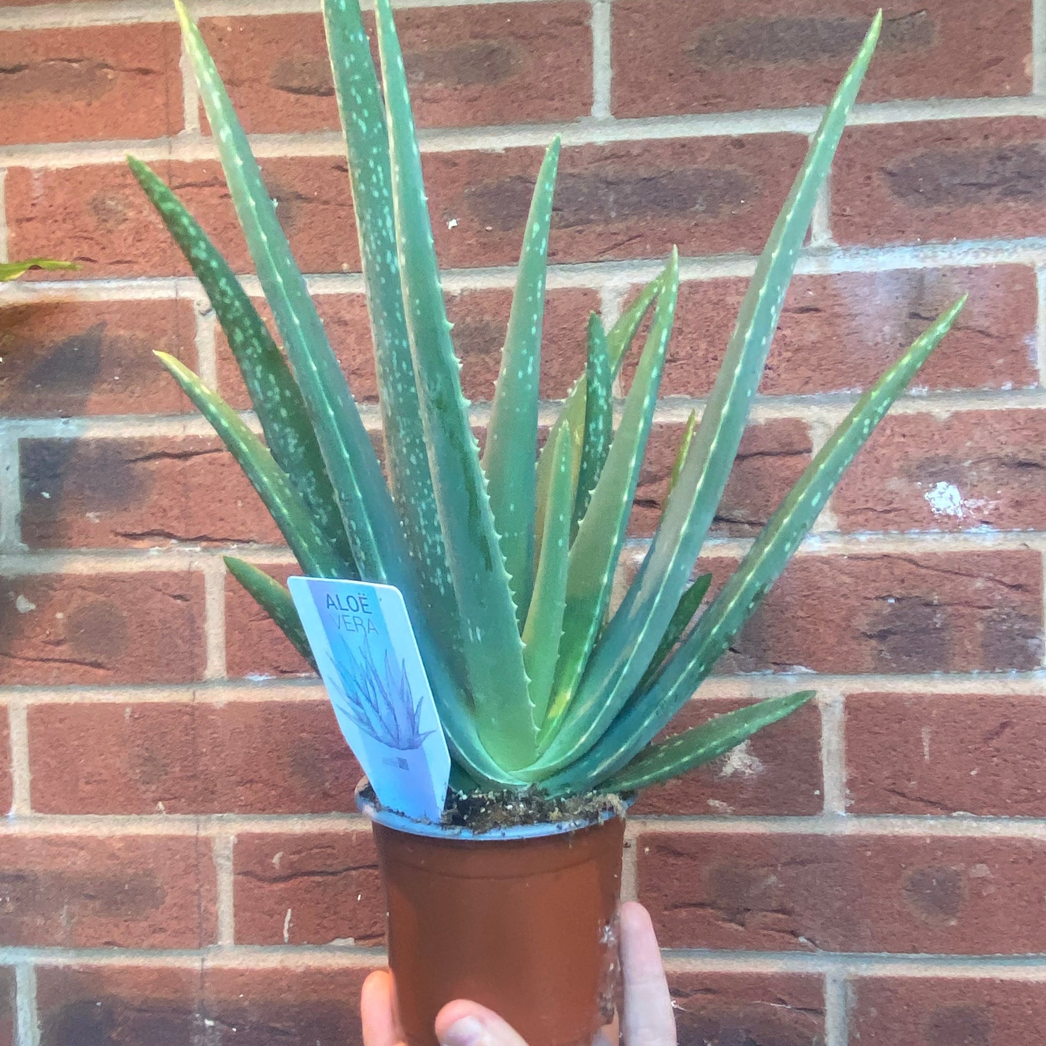 Aloe Vera