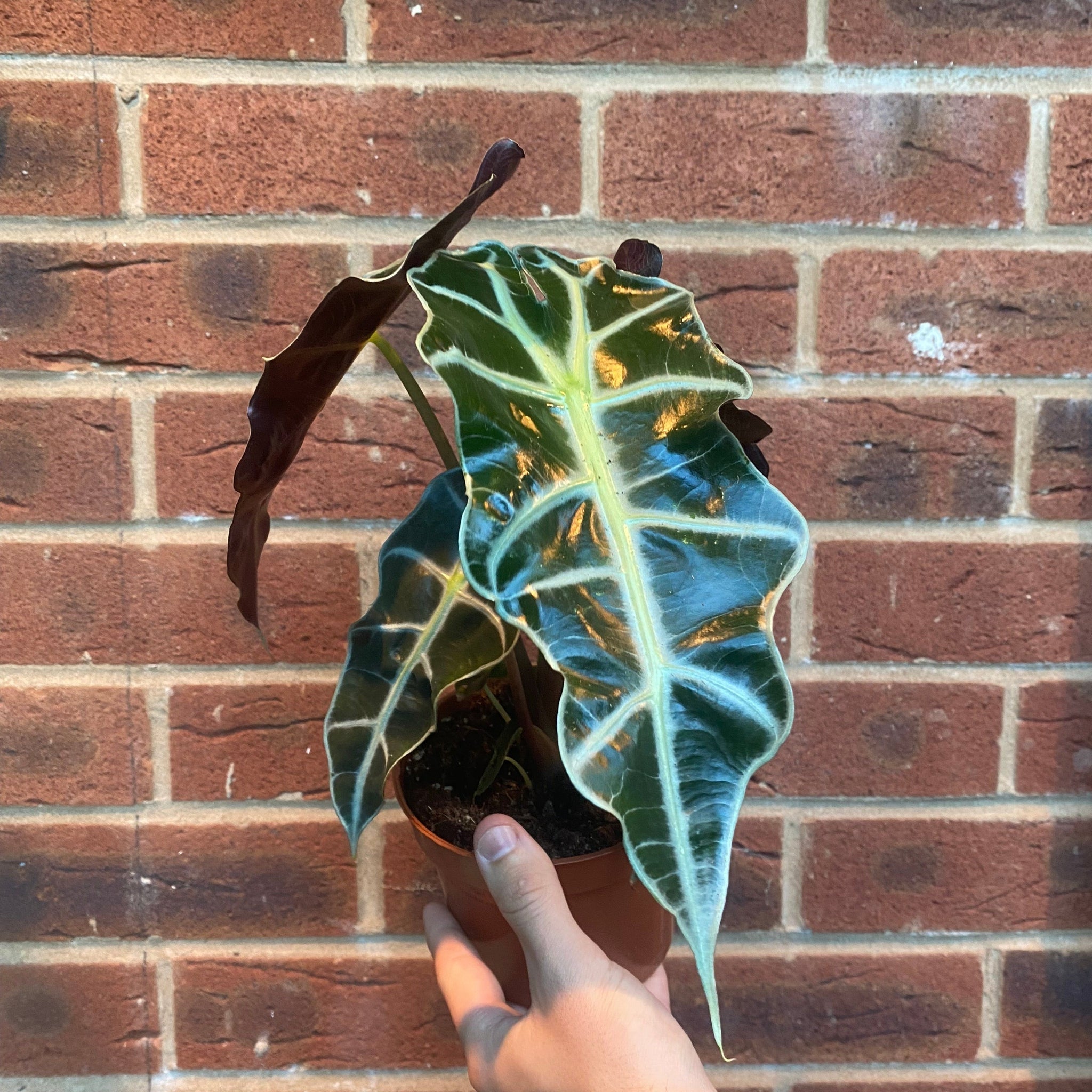 Alocasia (Elephant's Ear) 35-40cm