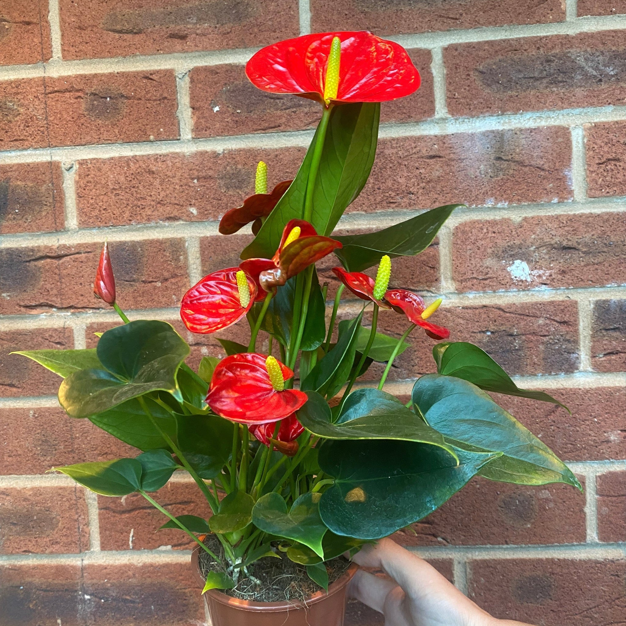Anthurium - Red 40-50cm