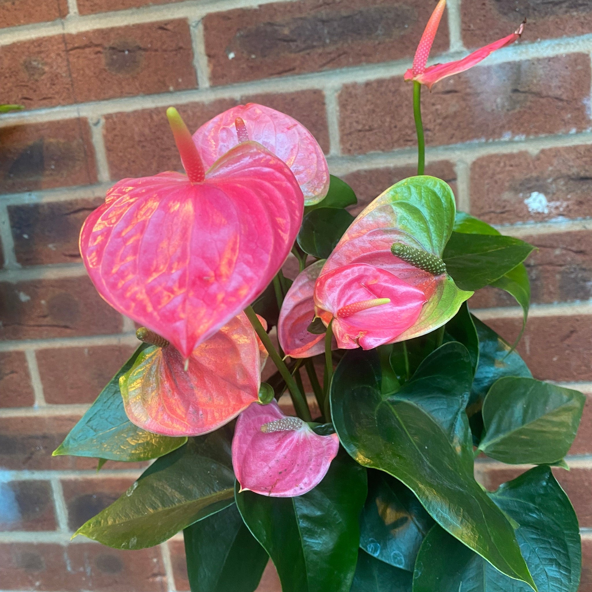 Anthurium - Candy Floss Pink
