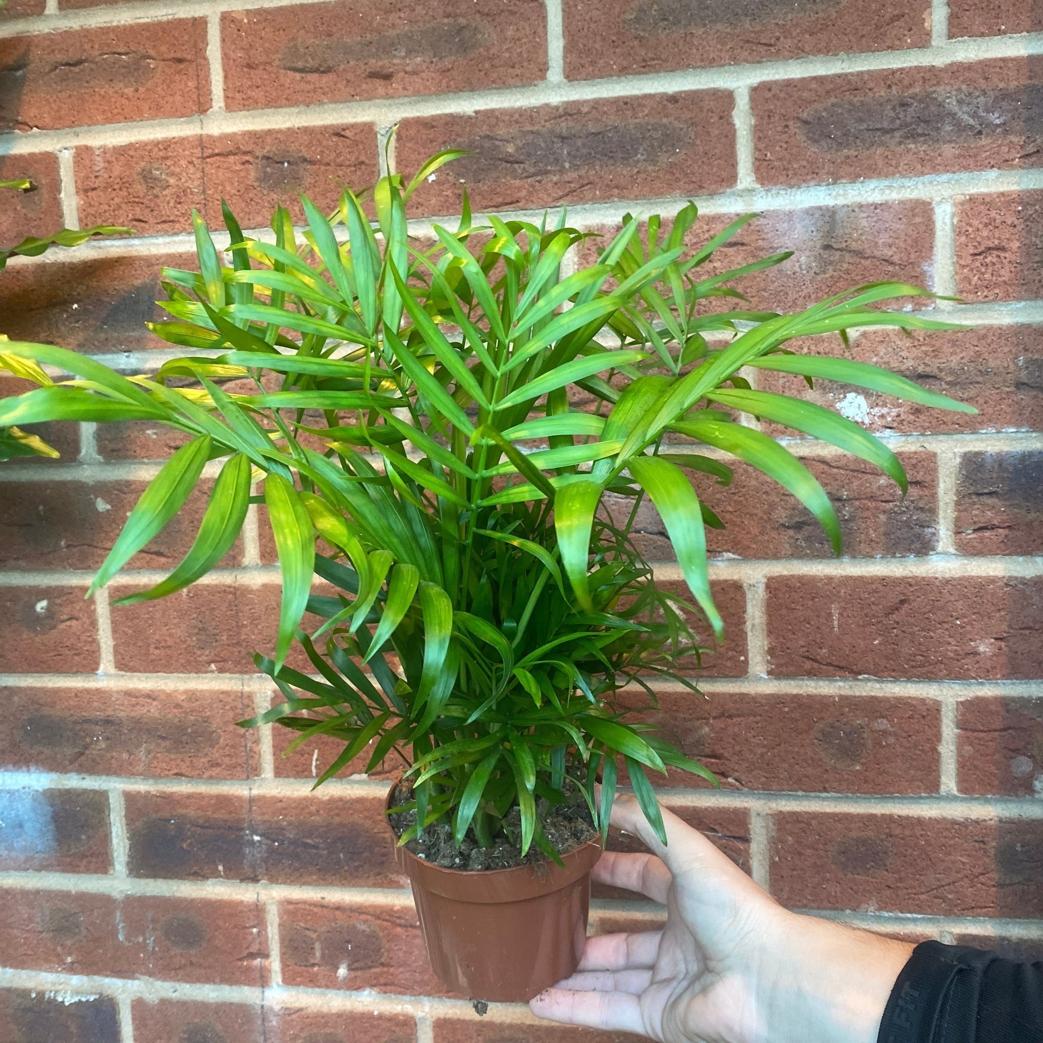 Parlour Palm 40-50cm