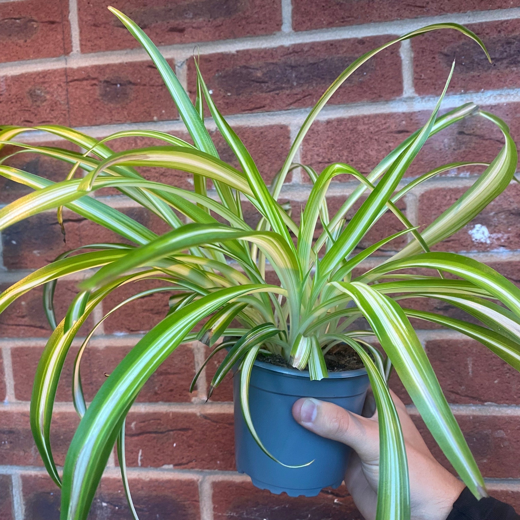 Chlorophytum variagata (Spider Plant) 25-30cm