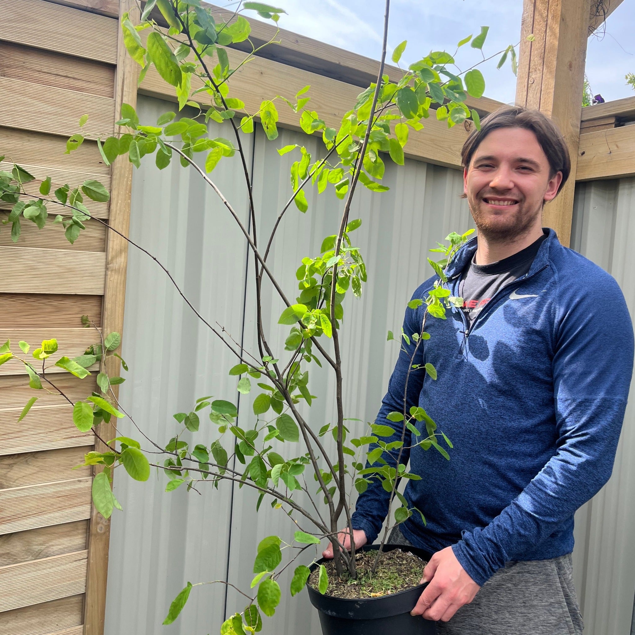 Amelanchier lamarckii 7.5L