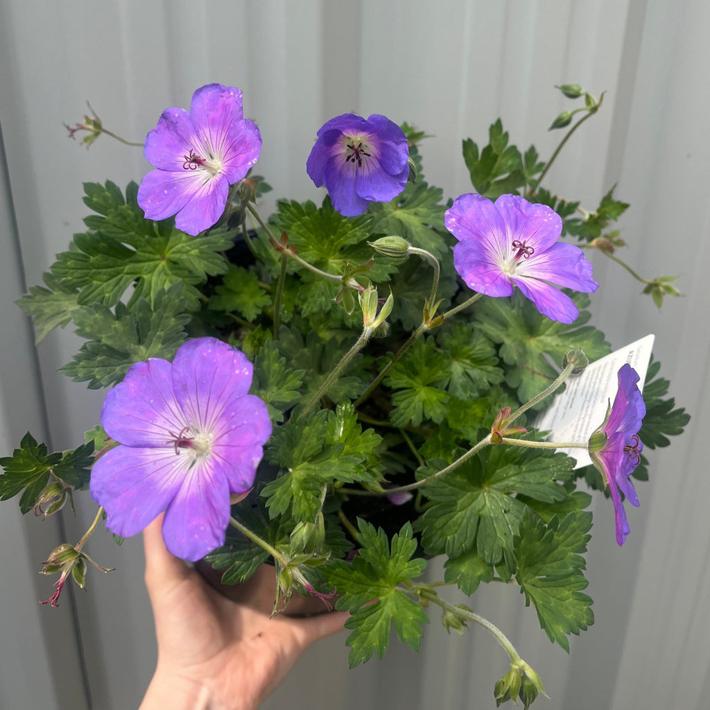 Geranium 'Azure Rush' 3L