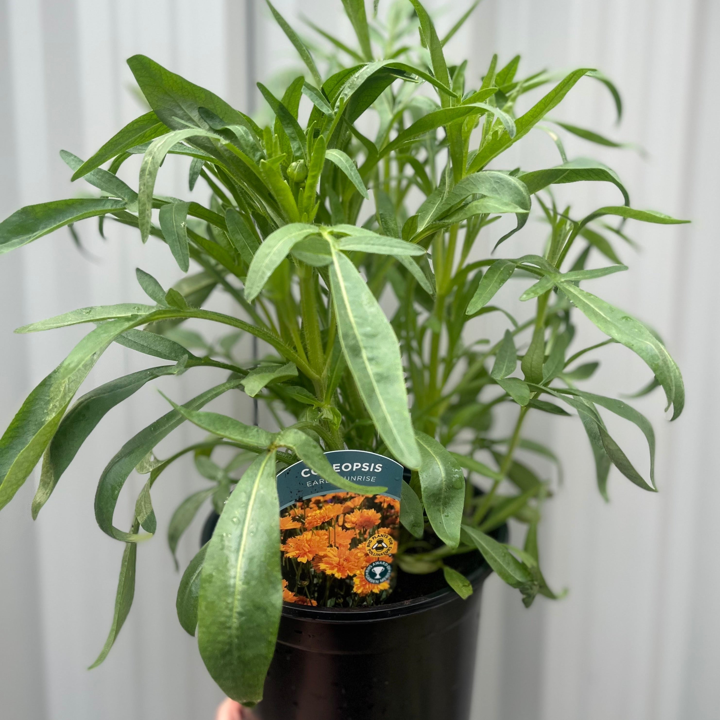 Coreopsis grandiflora 'Early Sunrise'