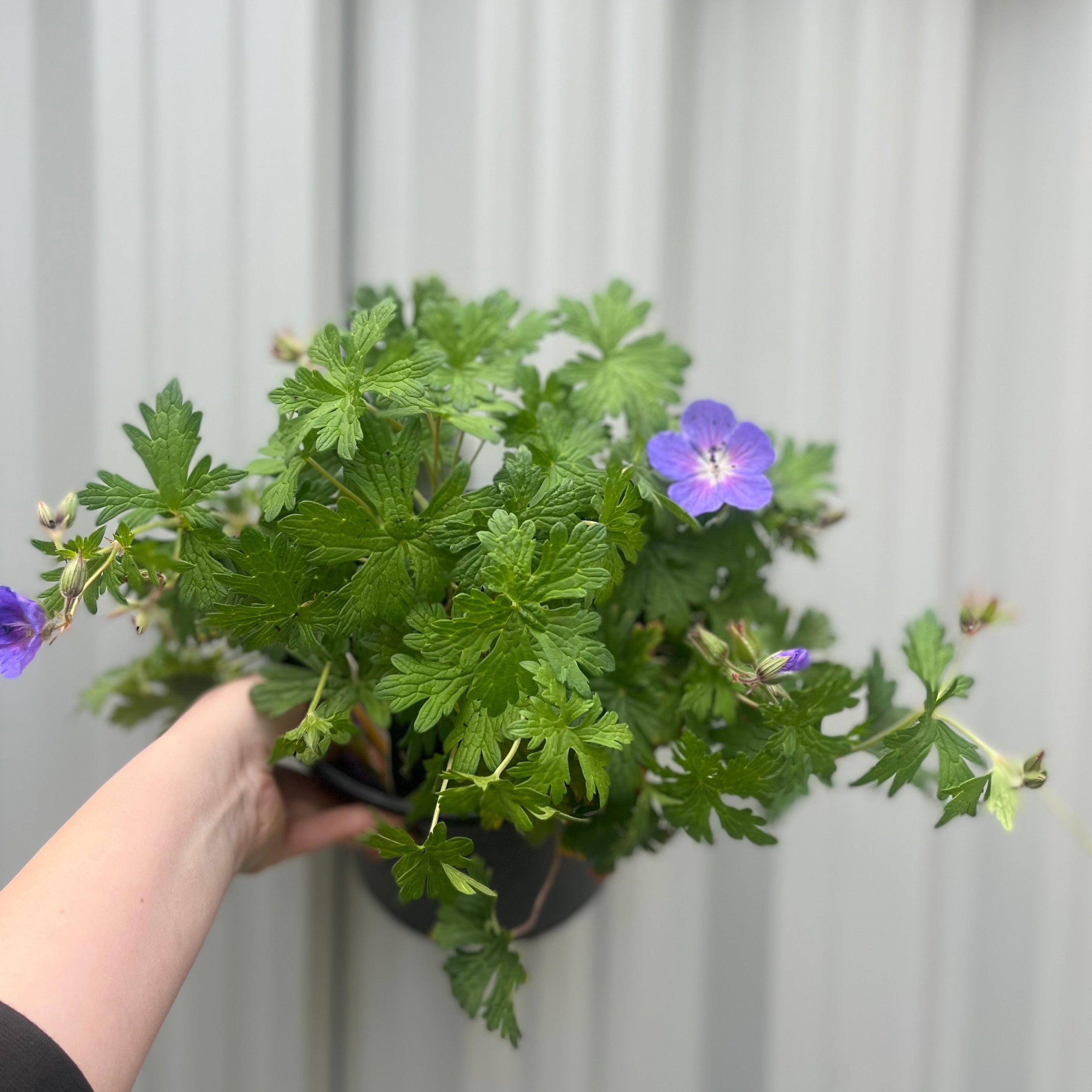 Geranium 'Johnson's Blue' 9cm/2L/3L