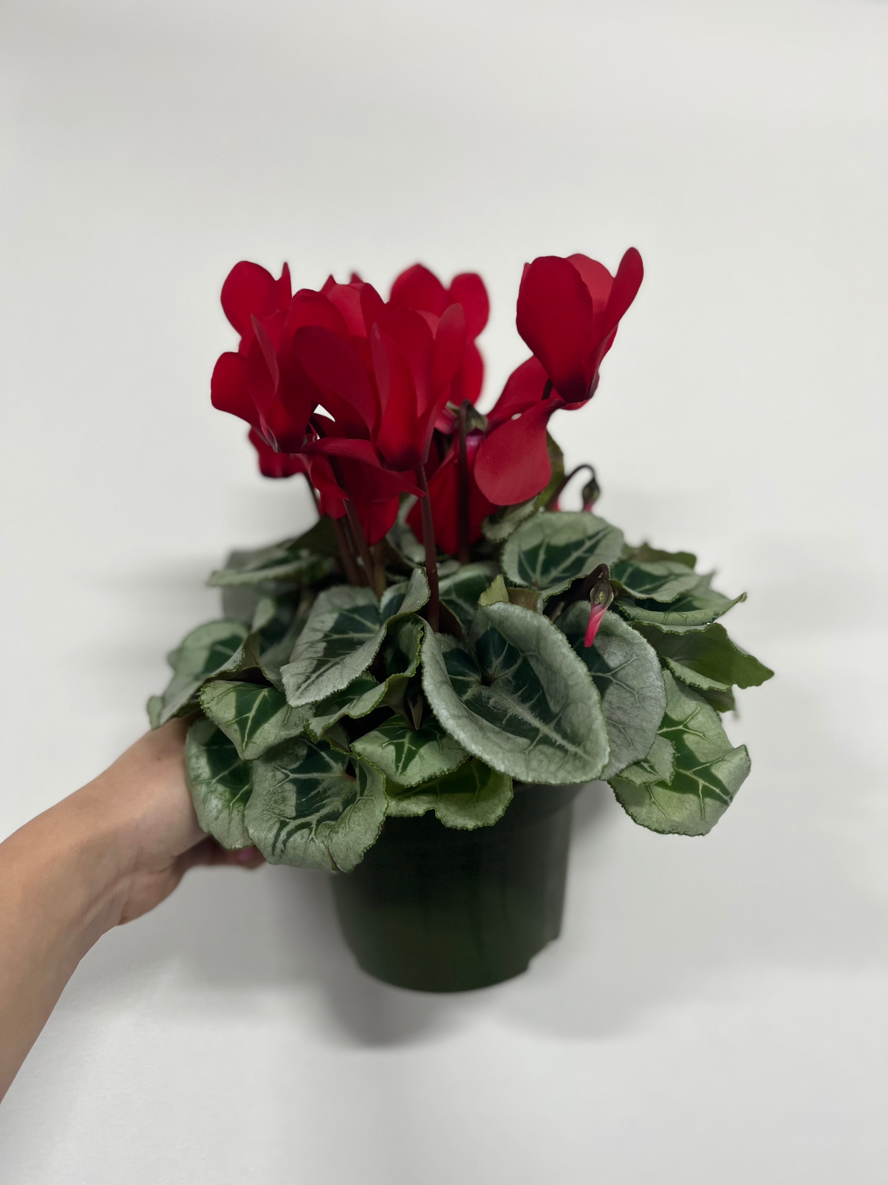 Cyclamen Red (9cm/13cm Pot Size)