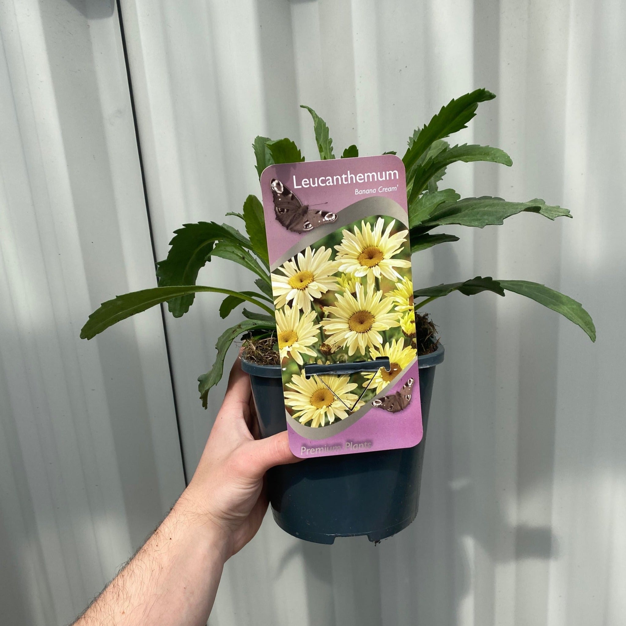 Leucanthemum 'Lacreme' 2L
