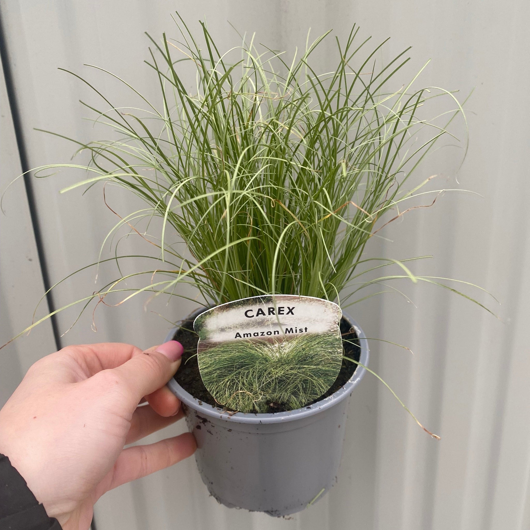 Carex Grass - Amazon Mist