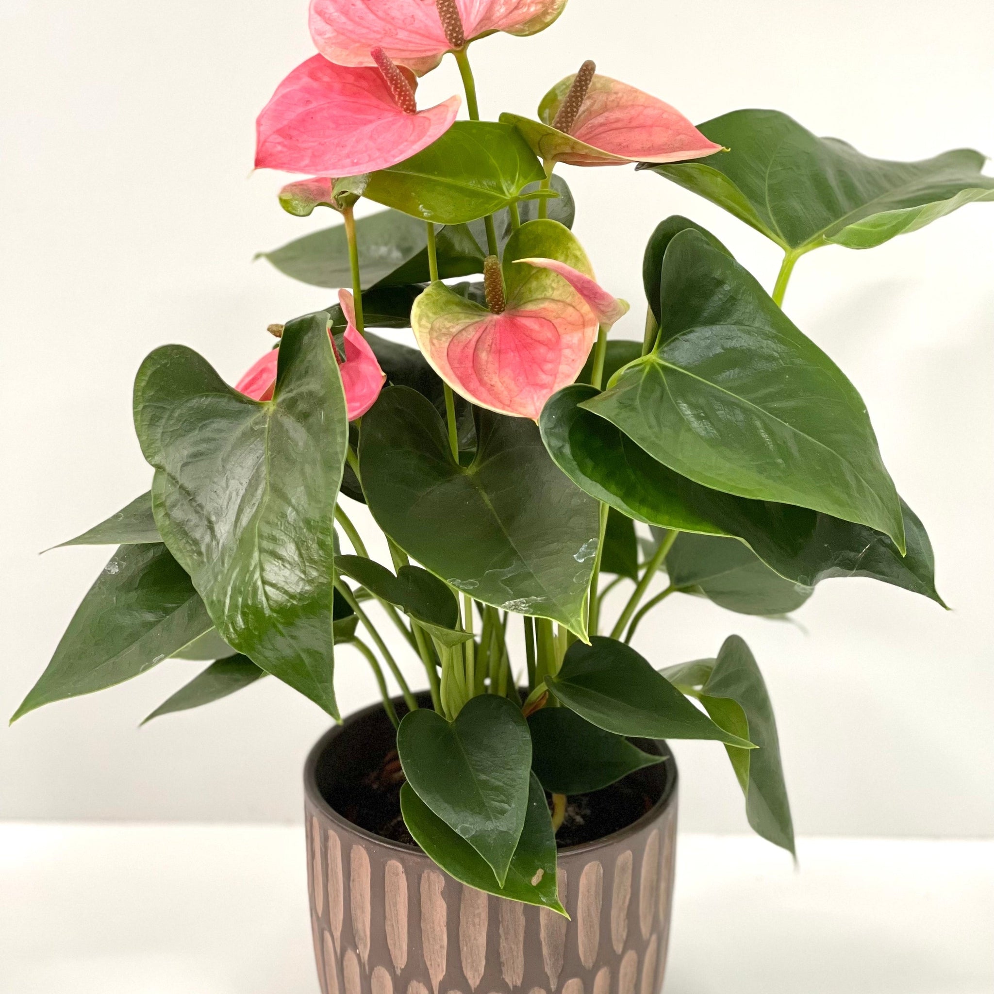 Anthurium - Candy Floss Pink