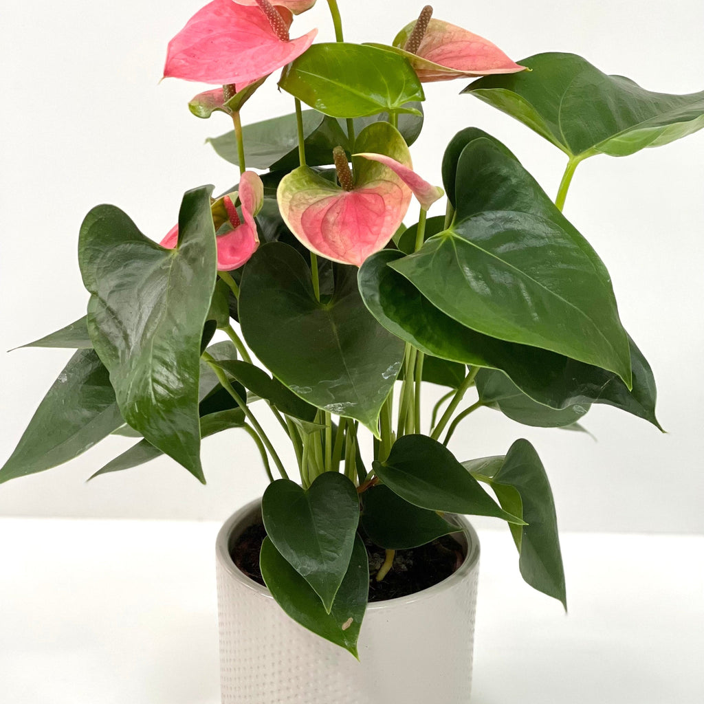 Anthurium - Candy Floss Pink