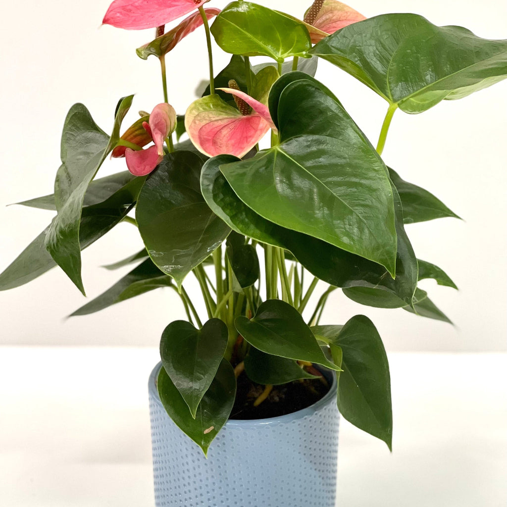 Anthurium - Candy Floss Pink