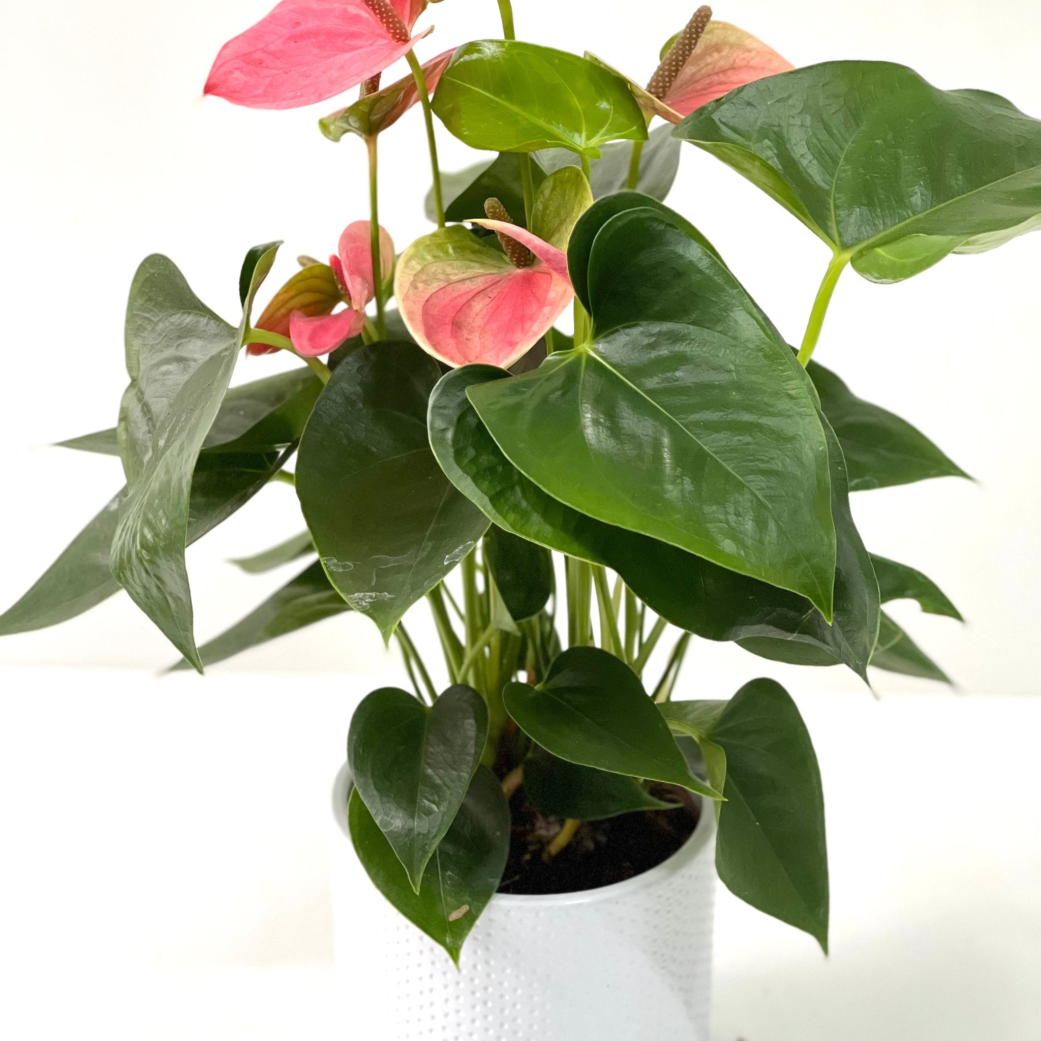 Anthurium - Candy Floss Pink