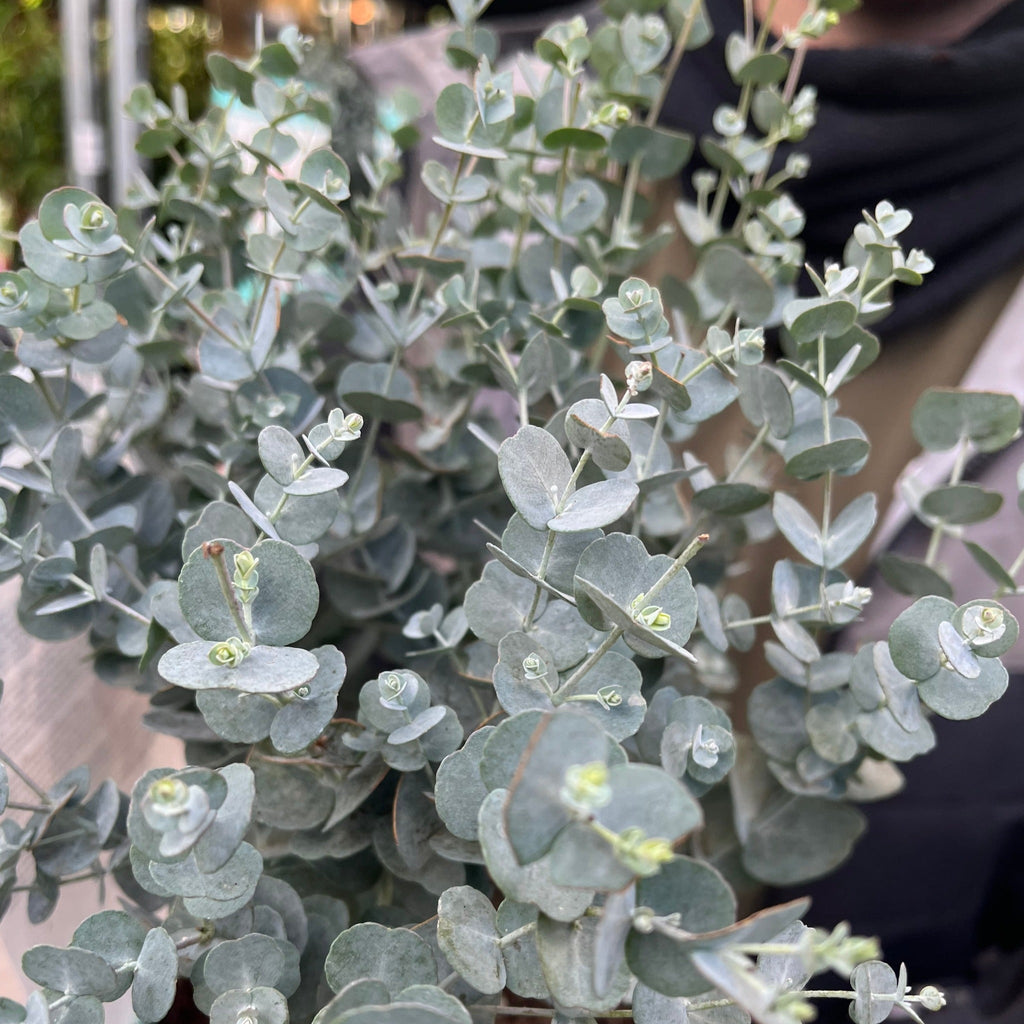 Eucalyptus gunnii Azura (2L Pot)